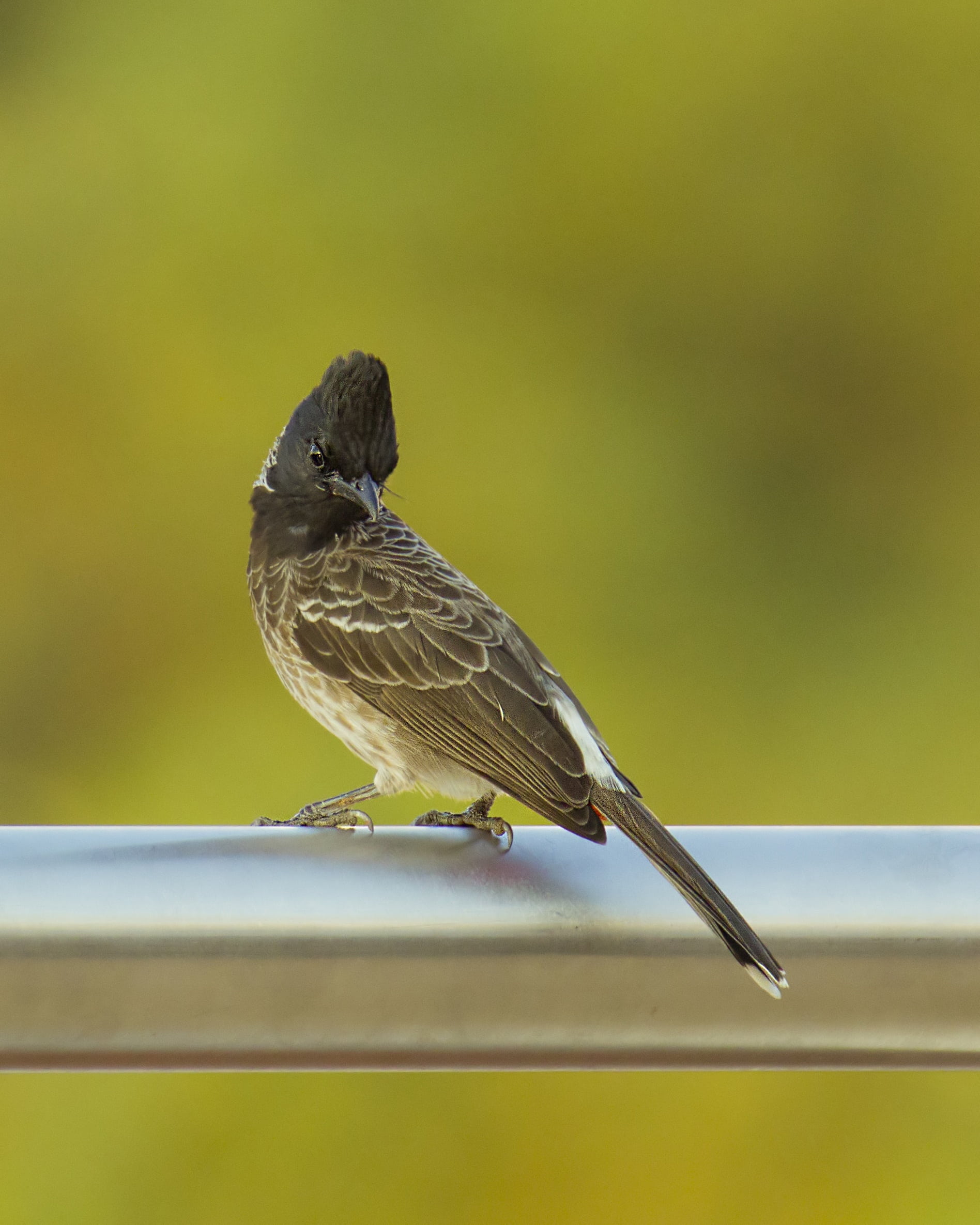 bird, yellow, sparrow, fauna, mydc, vented, songbird, day, bird Watching, close-up, perching, beak, bulbul, copy space, wildlife, red, focus on foreground, Phone HD Wallpaper