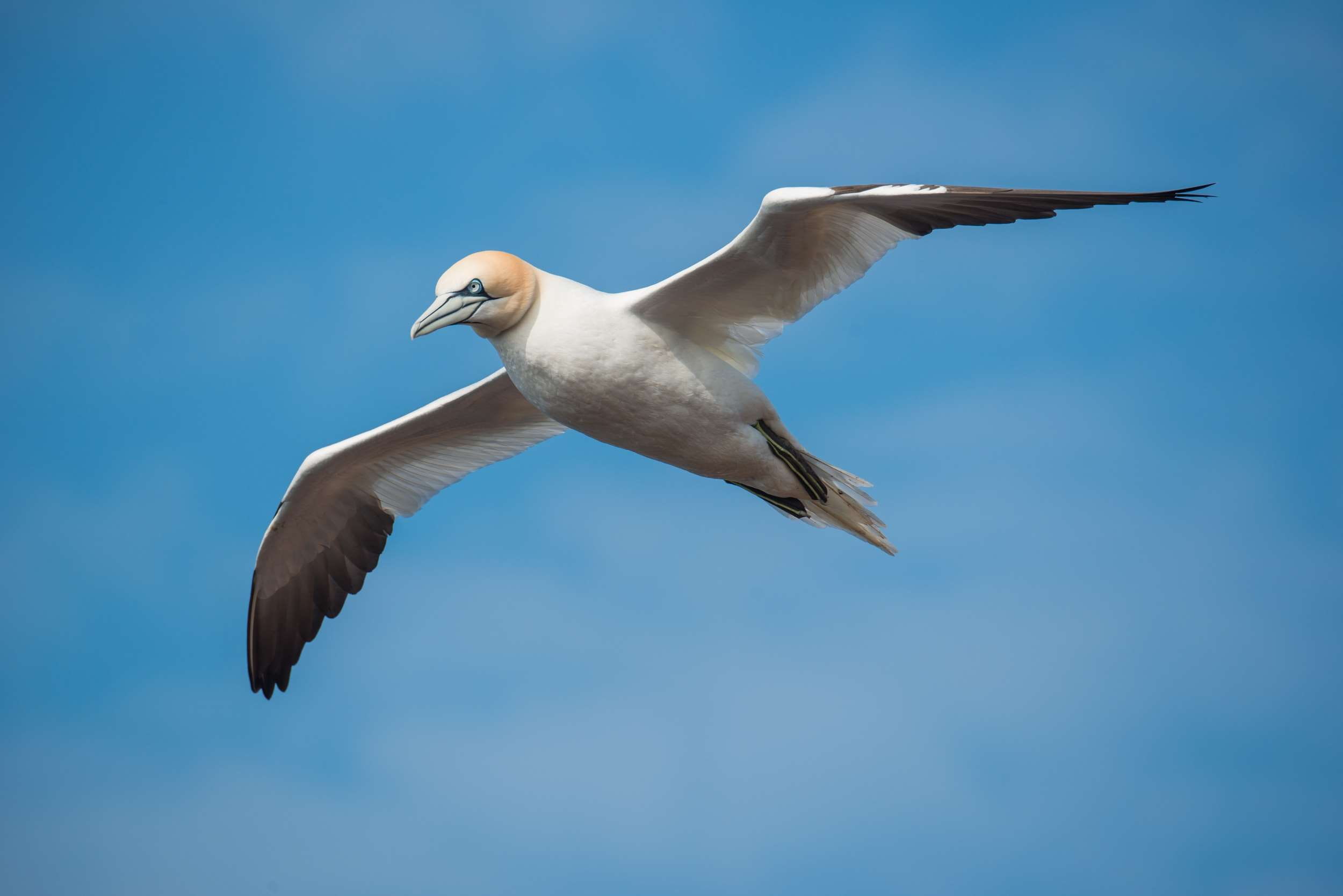 one animal, flight, animal wildlife, animal themes, nature, seagull, no people, animal, low angle view, flying, fly, day, blue, motion, animal wing, blue sky, HD Wallpaper