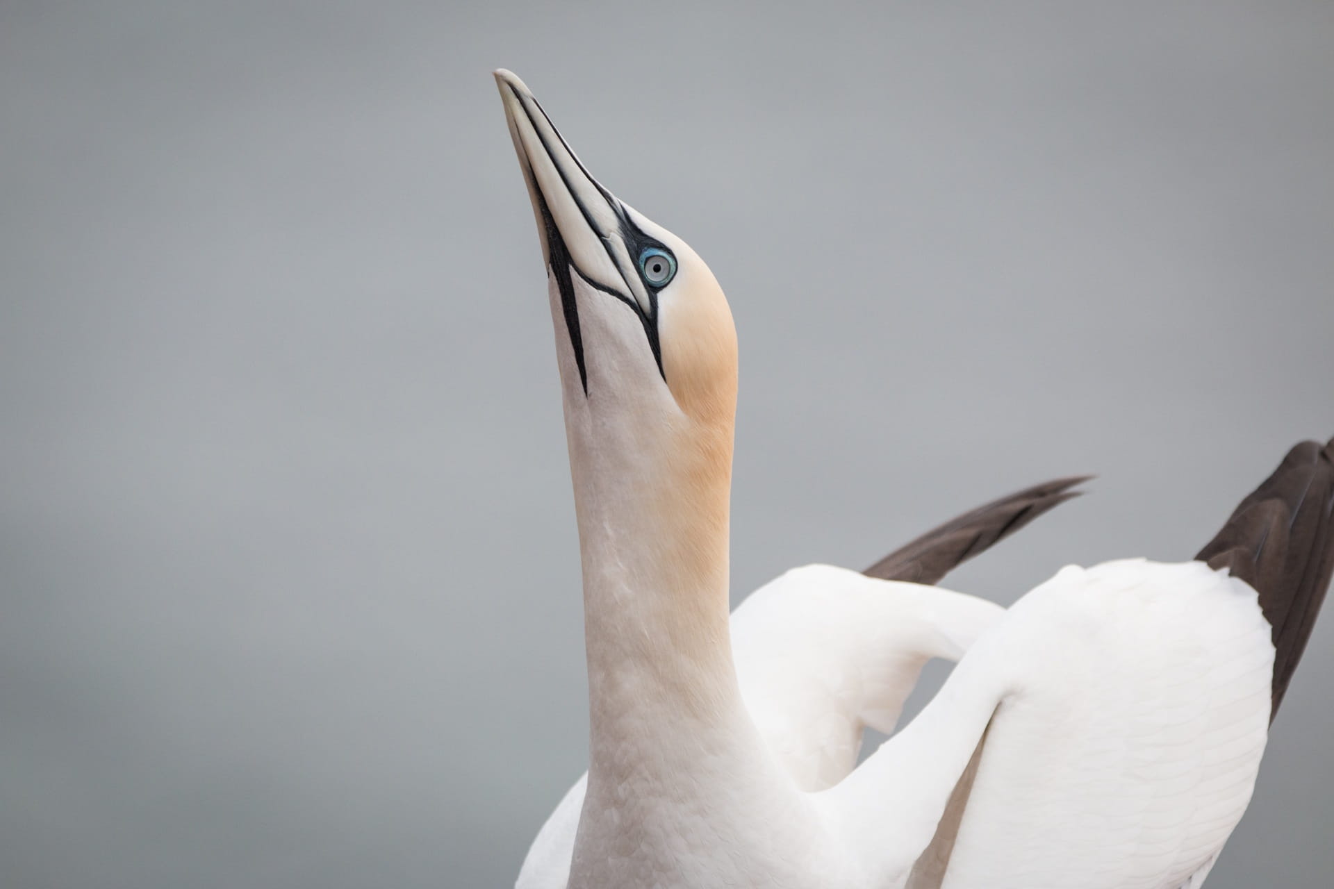 animal wildlife, helgoland, northern gannet, waters, rock, white color, one person, close up, lummenfelsen, close-up, indoors, pelecaniformes, animals in the wild, HD Wallpaper
