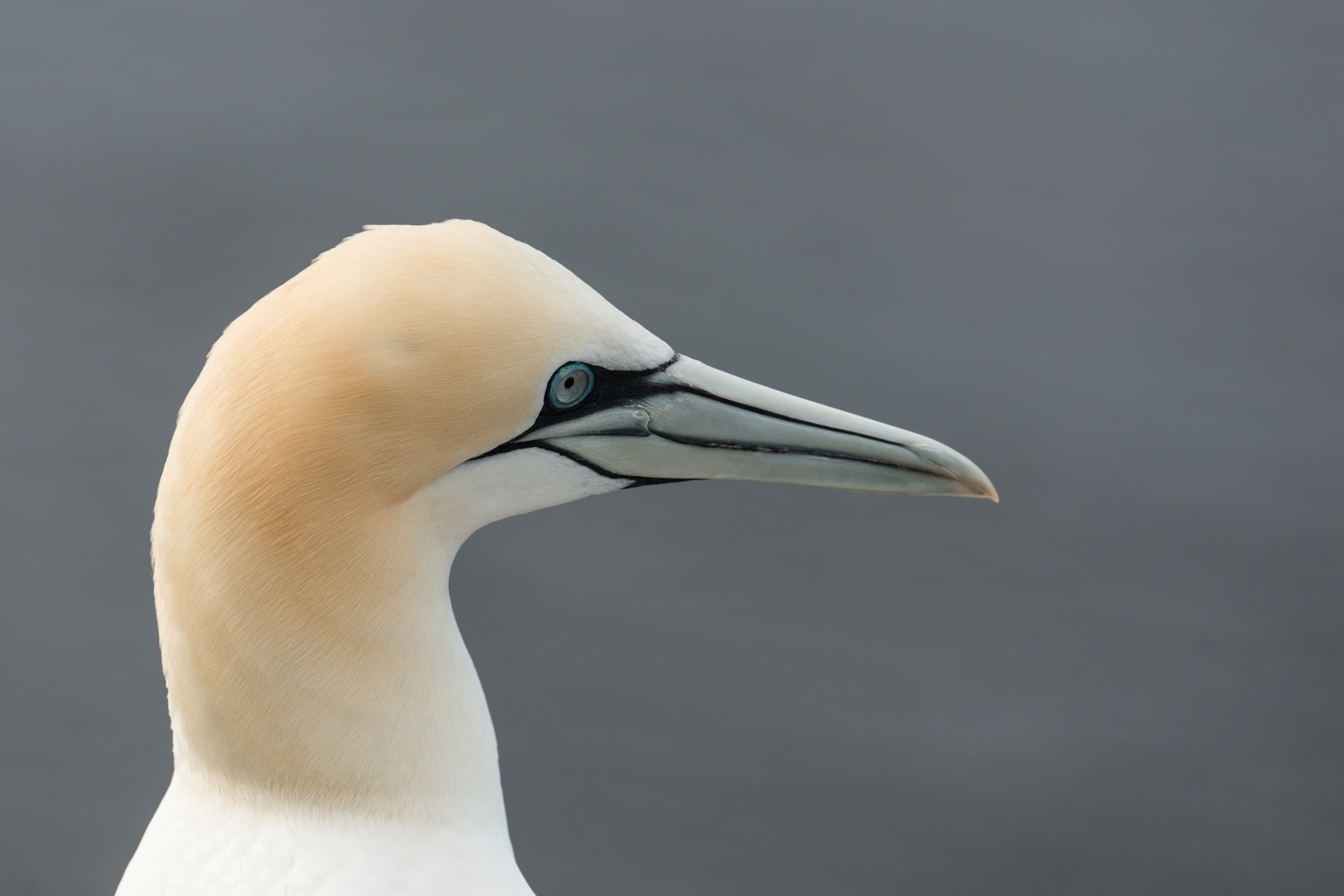 close-up, animal, sea island, animal head, profile view, nature, beak, animals in the wild, water, animal eye, helgoland, copy space, animal body part, HD Wallpaper