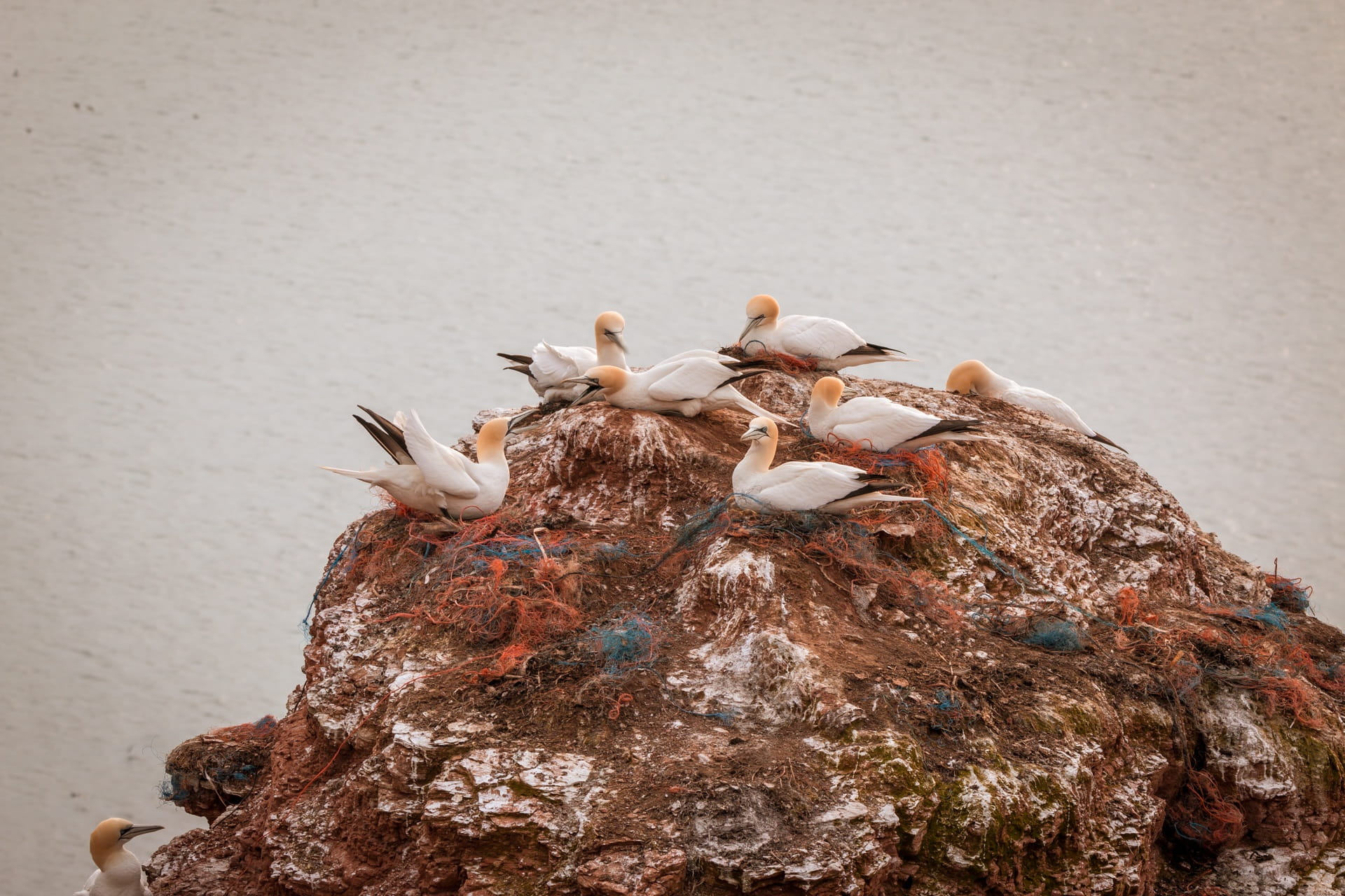 northern gannet, still life, day, beauty in nature, north sea, helgoland, animal, outdoors, nature, head, tree, medium group of animals, bill, animal world, HD Wallpaper