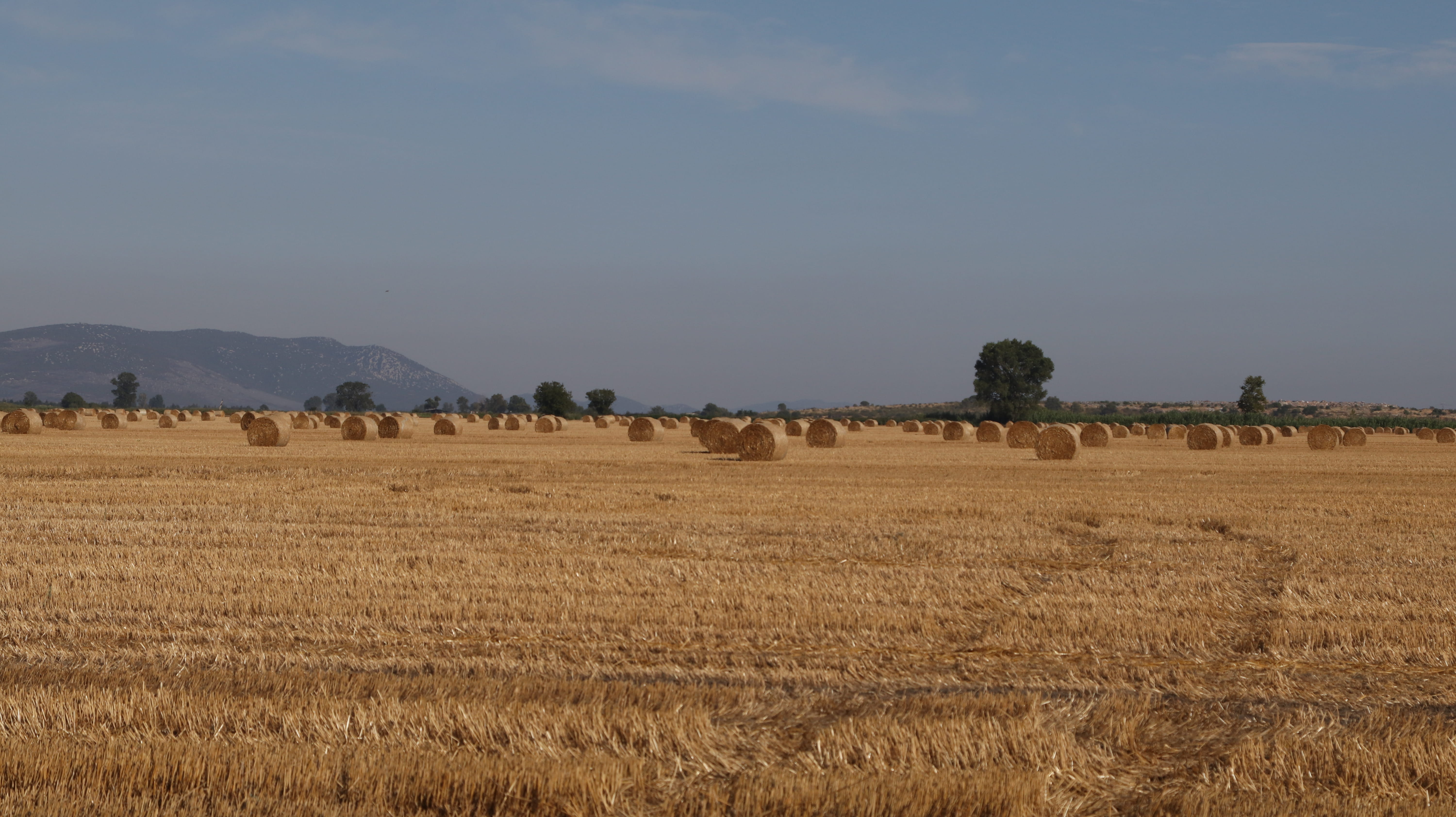croatia, beauty in nature, hay, rural scene, landscape, biograd na moru, day, field, land, growth, no people, tree, bale, plant, environment, tranquility, HD Wallpaper