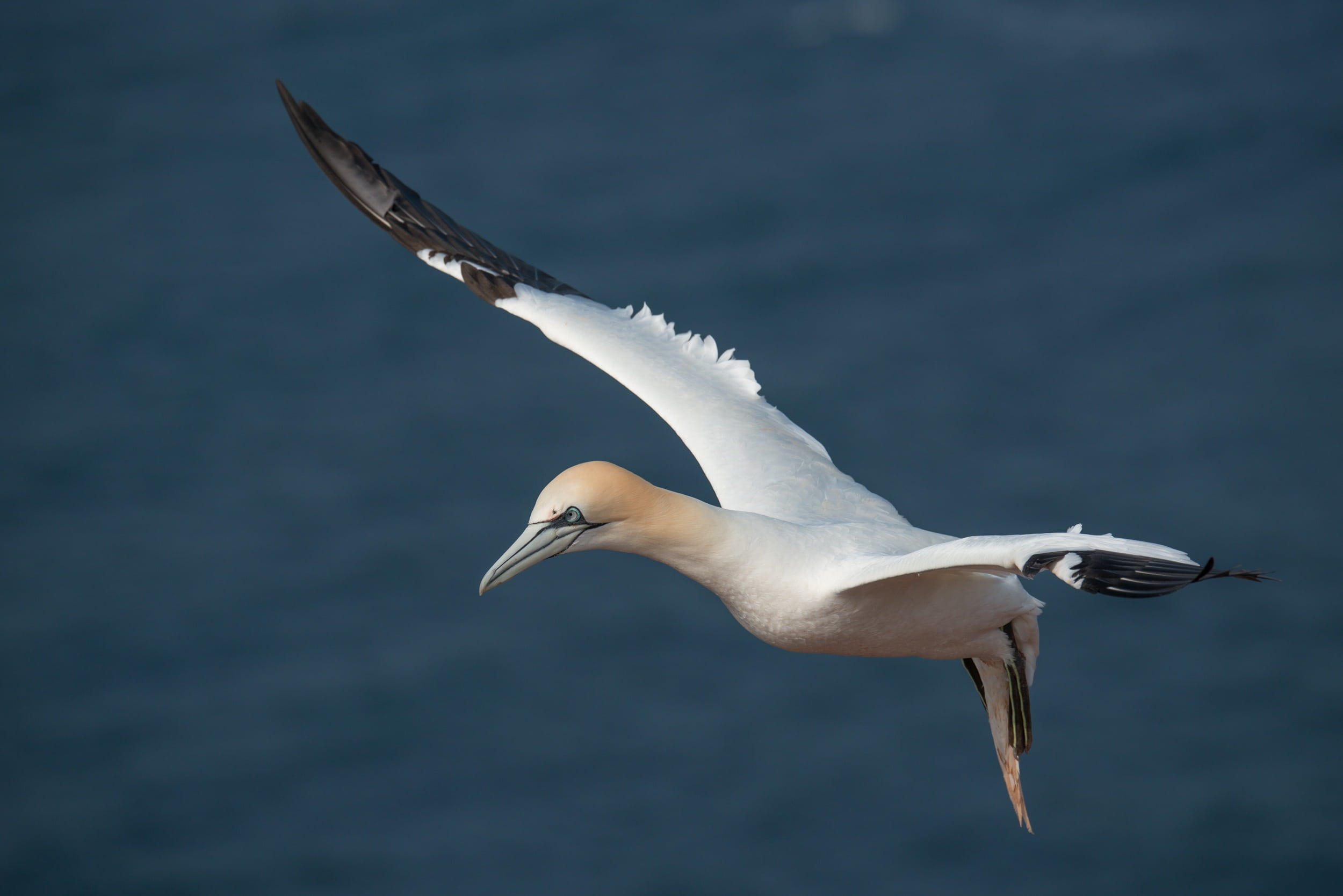 beauty in nature, blue eye, vertebrate, mid-air, white color, animals in the wild, full length, bird, animal body part, flight, animal, flying, animal themes, HD Wallpaper