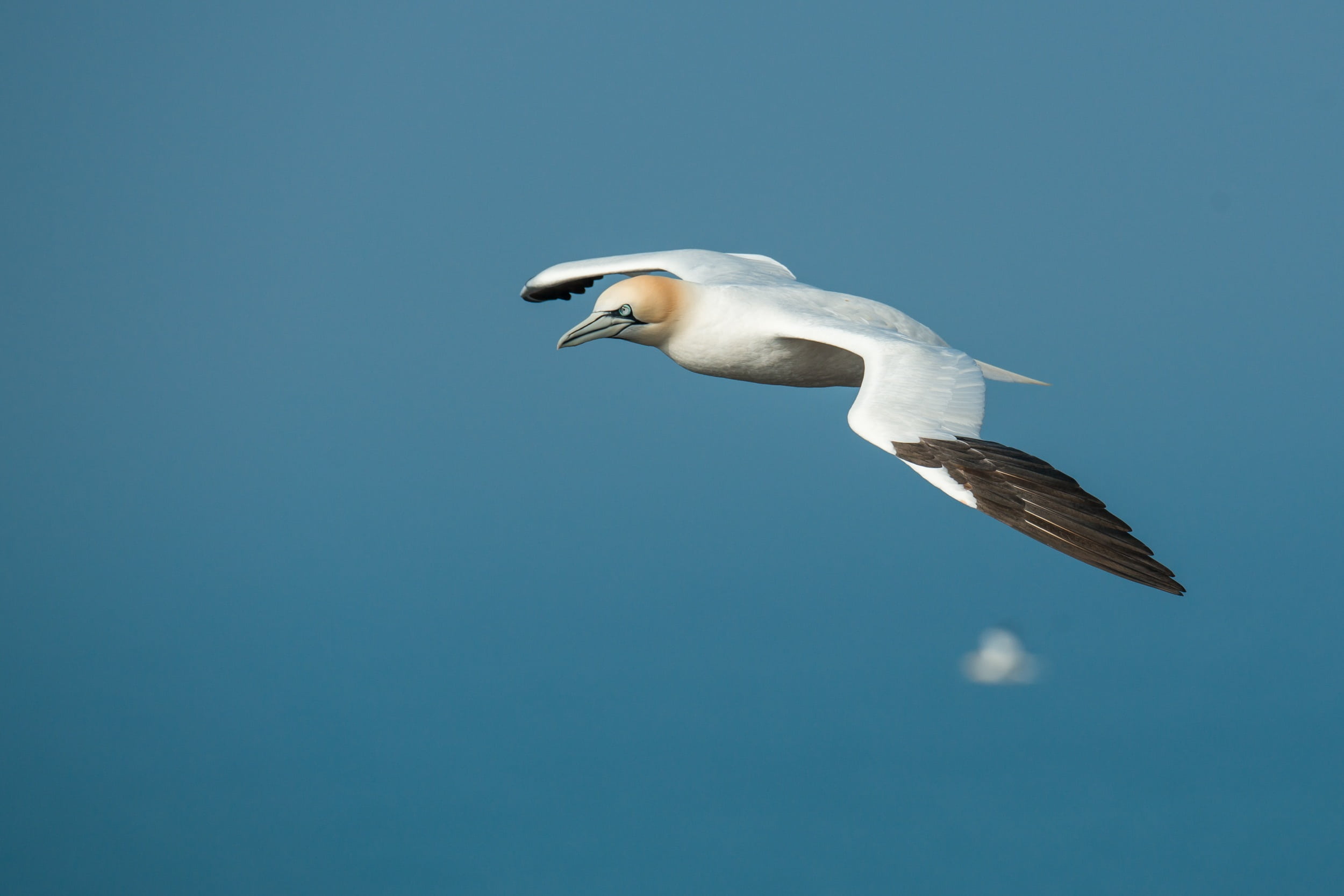 animal themes, helgoland, north sea, white, 1080P, colored background, spread wings, animal, clear sky, animal wildlife, white color, underwater, flight, HD Wallpaper
