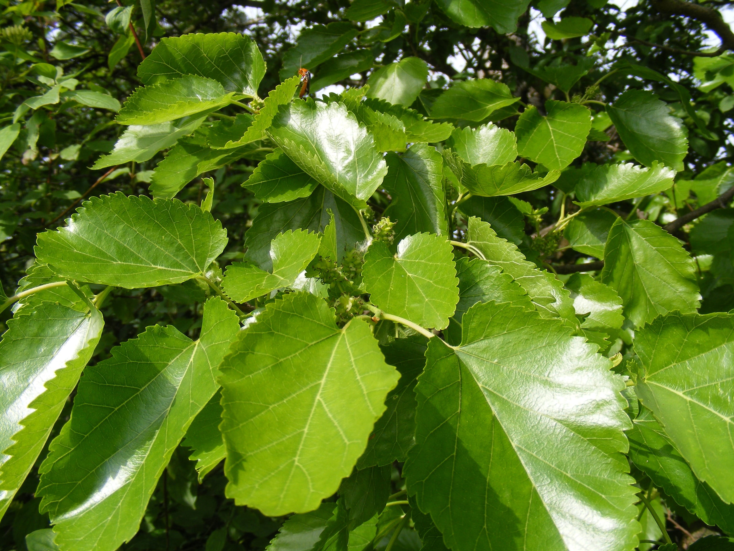 leaves, day, close-up, full frame, no people, Anthocyanins, growth, leaf, outdoors, leaf vein, mulberry, Broussonetia, green color, nature, green, branch, HD Wallpaper