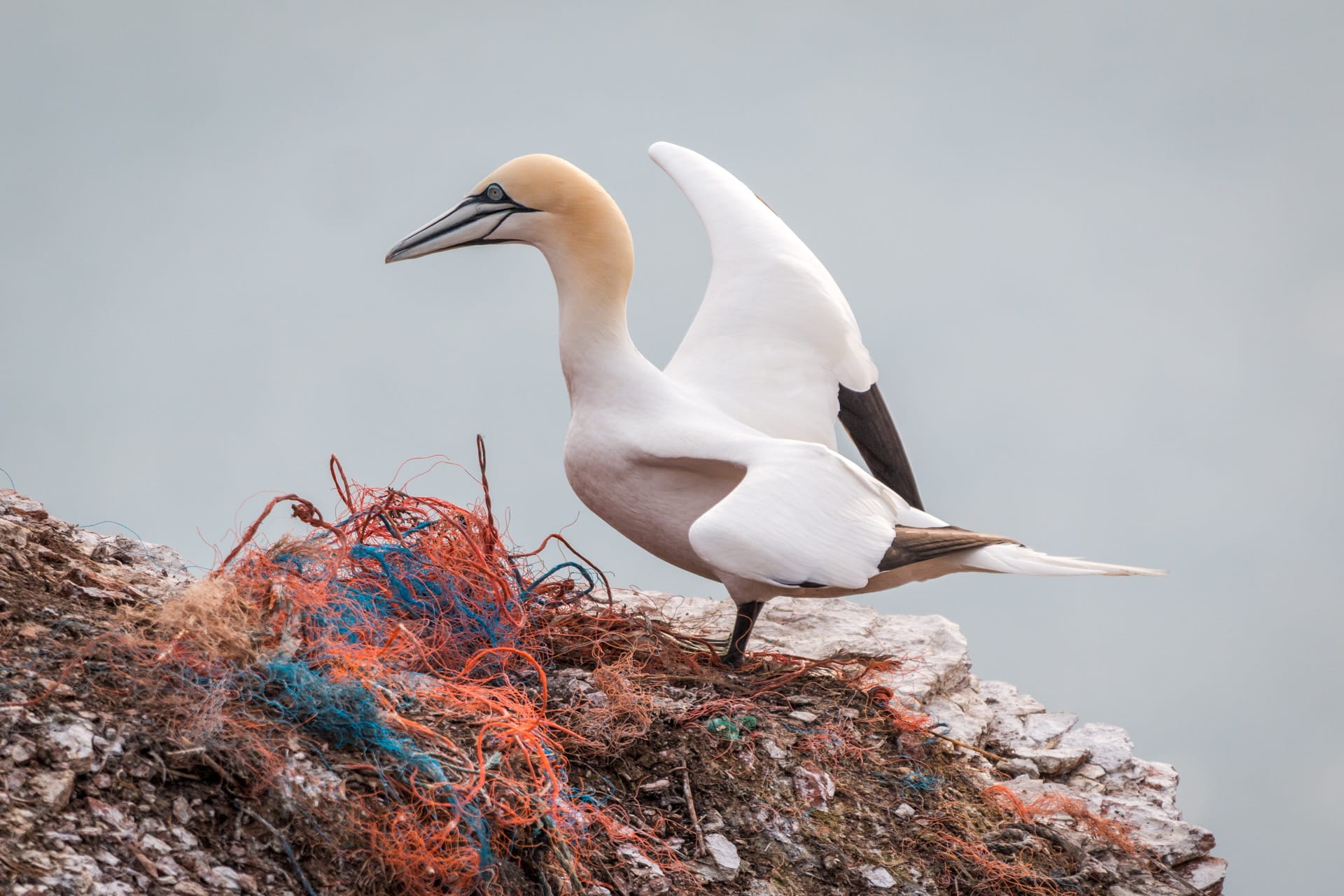 nature, north sea, close up, waters, northern gannet, white color, animal wildlife, perching, bird, animals in the wild, bill, rock - object, helgoland, HD Wallpaper