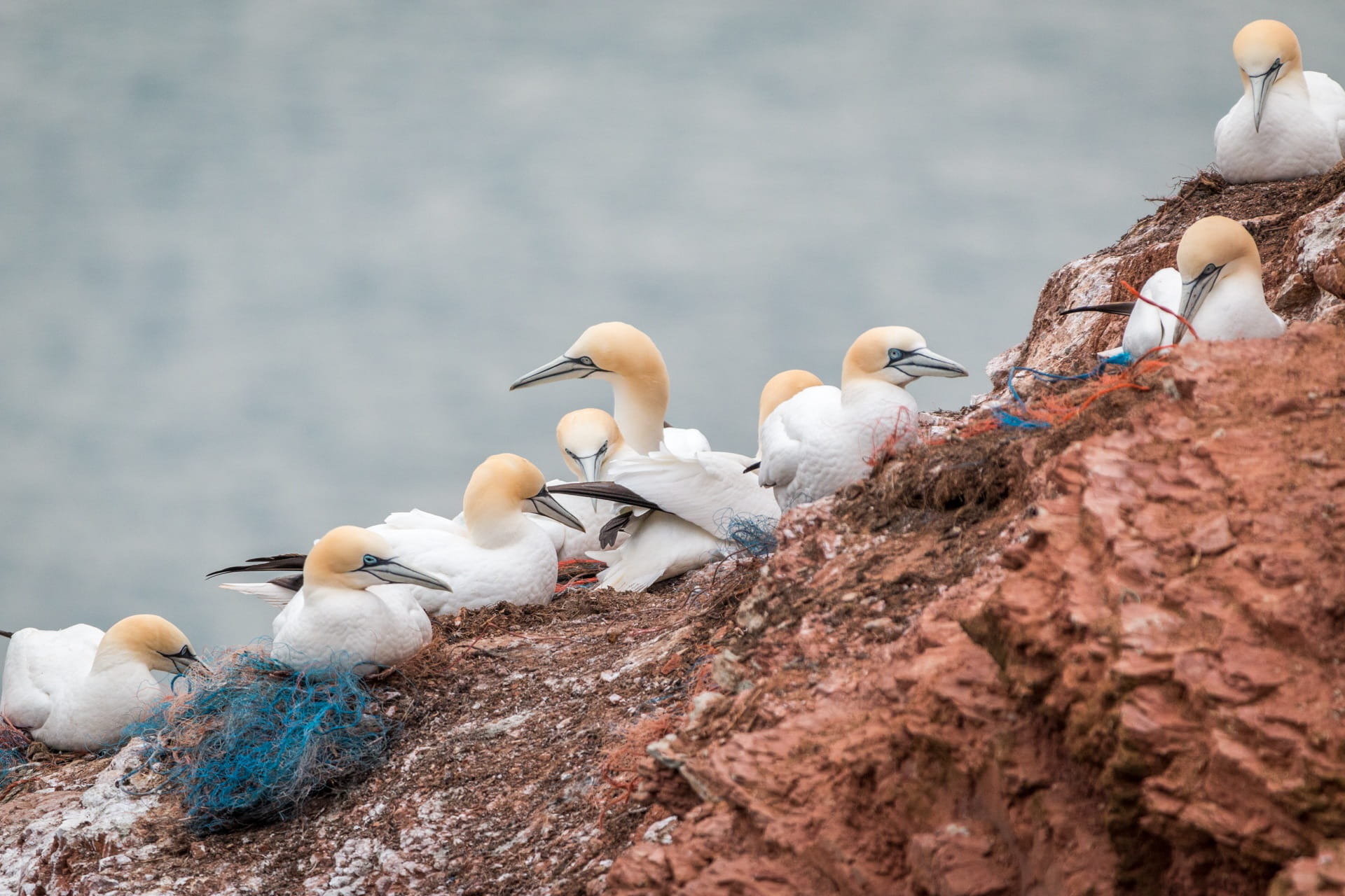 north sea, medium group of animals, pelecaniformes, bird, animal family, lummenfelsen, rock breeder, no people, water, animal themes, flock of birds, animals in the wild, HD Wallpaper