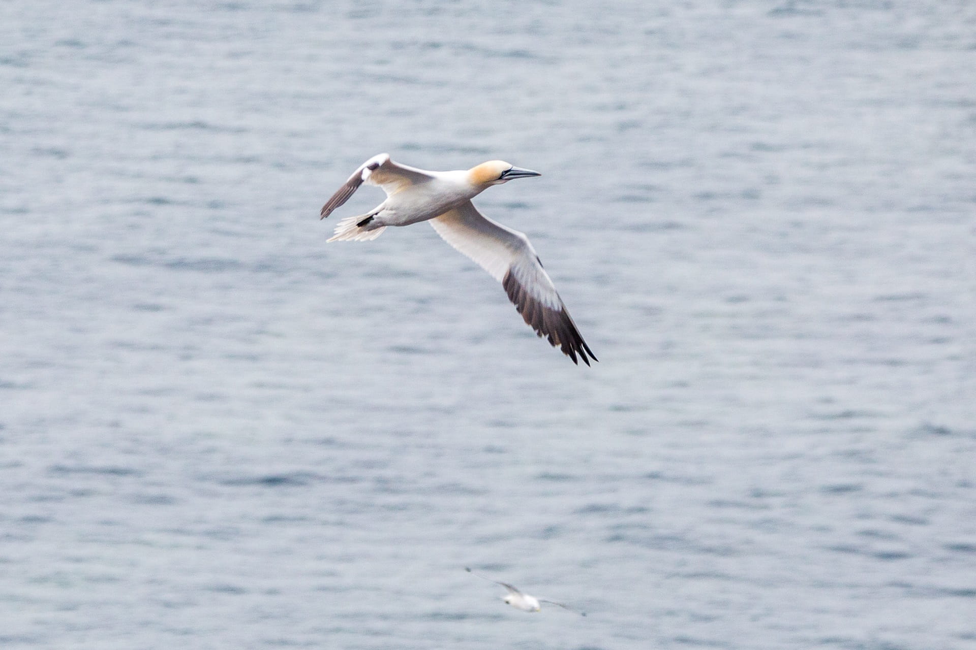 lummenfelsen, rock, head, northern gannet, waterfront, rock breeder, animals in the wild, sea, spread wings, boobies, bill, pelecaniformes, 1080P, animal, HD Wallpaper