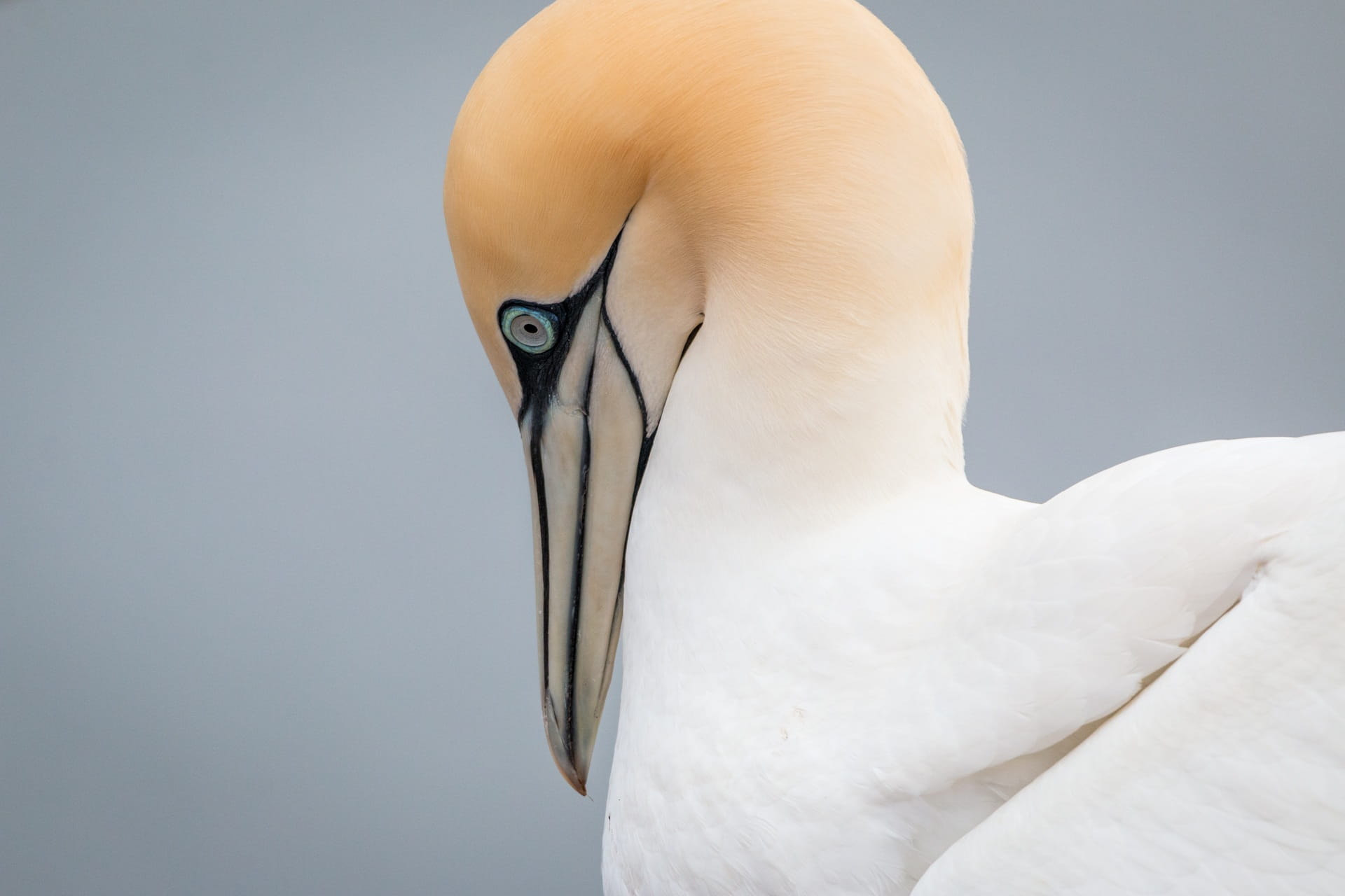 pelecaniformes, animals in the wild, outdoors, focus on foreground, sky, no people, bill, nature, vertebrate, beak, helgoland, head, close-up, animal body part, HD Wallpaper