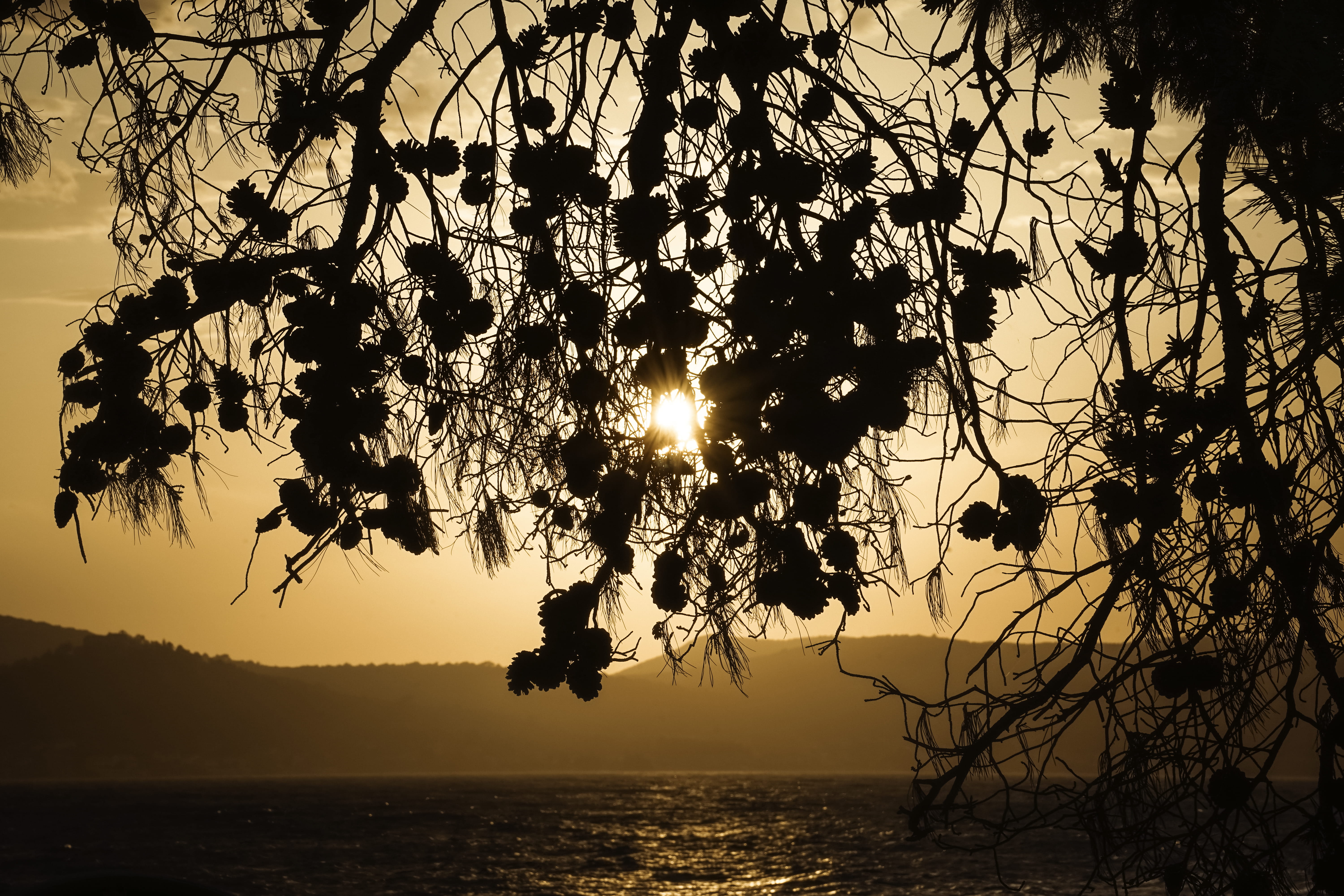 horizon over water, sun, bright, vacation, croatia, sea, tranquility, idyllic, 5K, light, sunset, travel, dusk, no people, branch, tranquil scene, plant, HD Wallpaper
