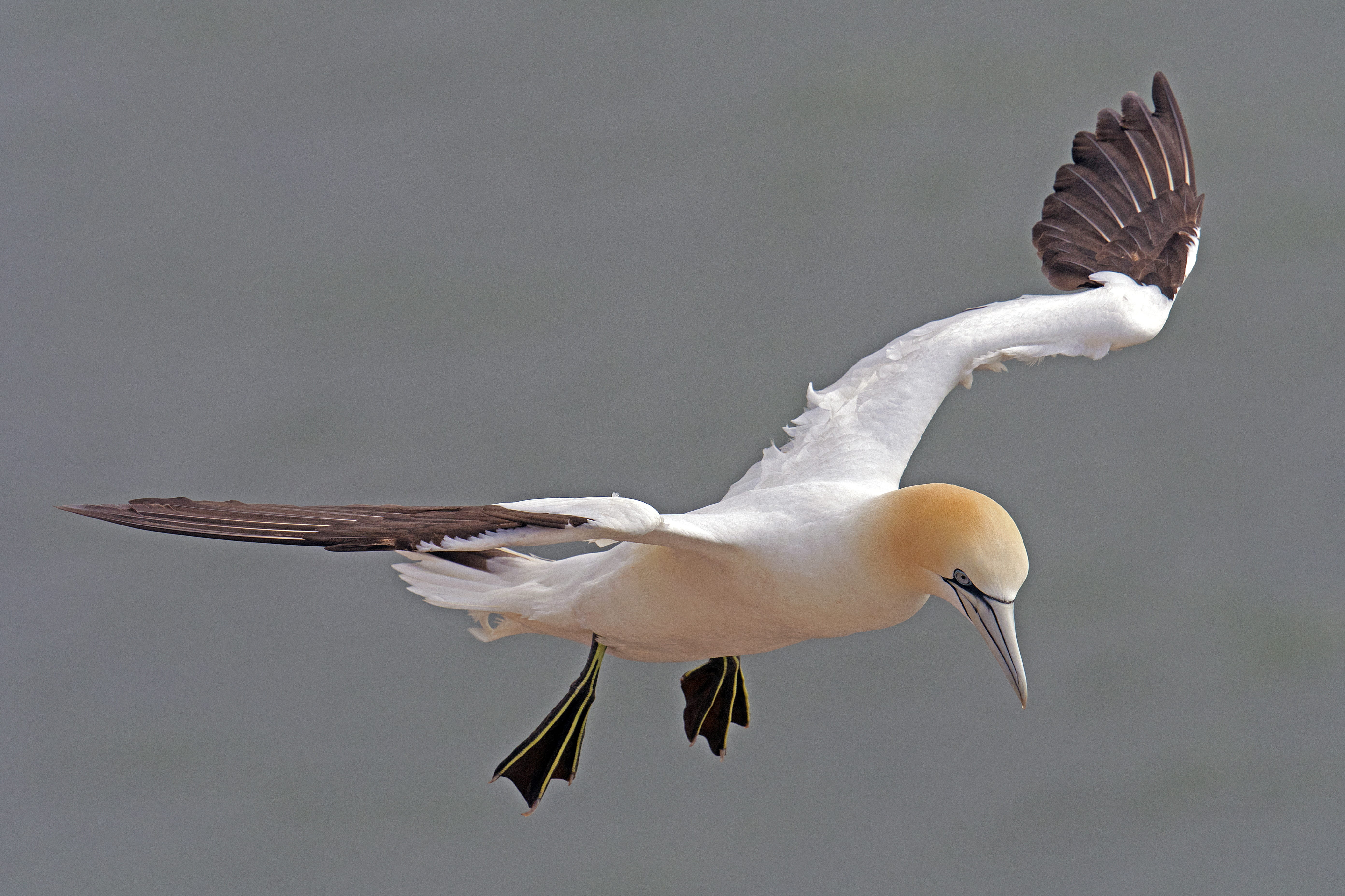 mid-air, white, water, 5K, animals in the wild, flapping, full length, helgoland, vertebrate, no people, animal body part, brown, focus, morus bassanus, HD Wallpaper