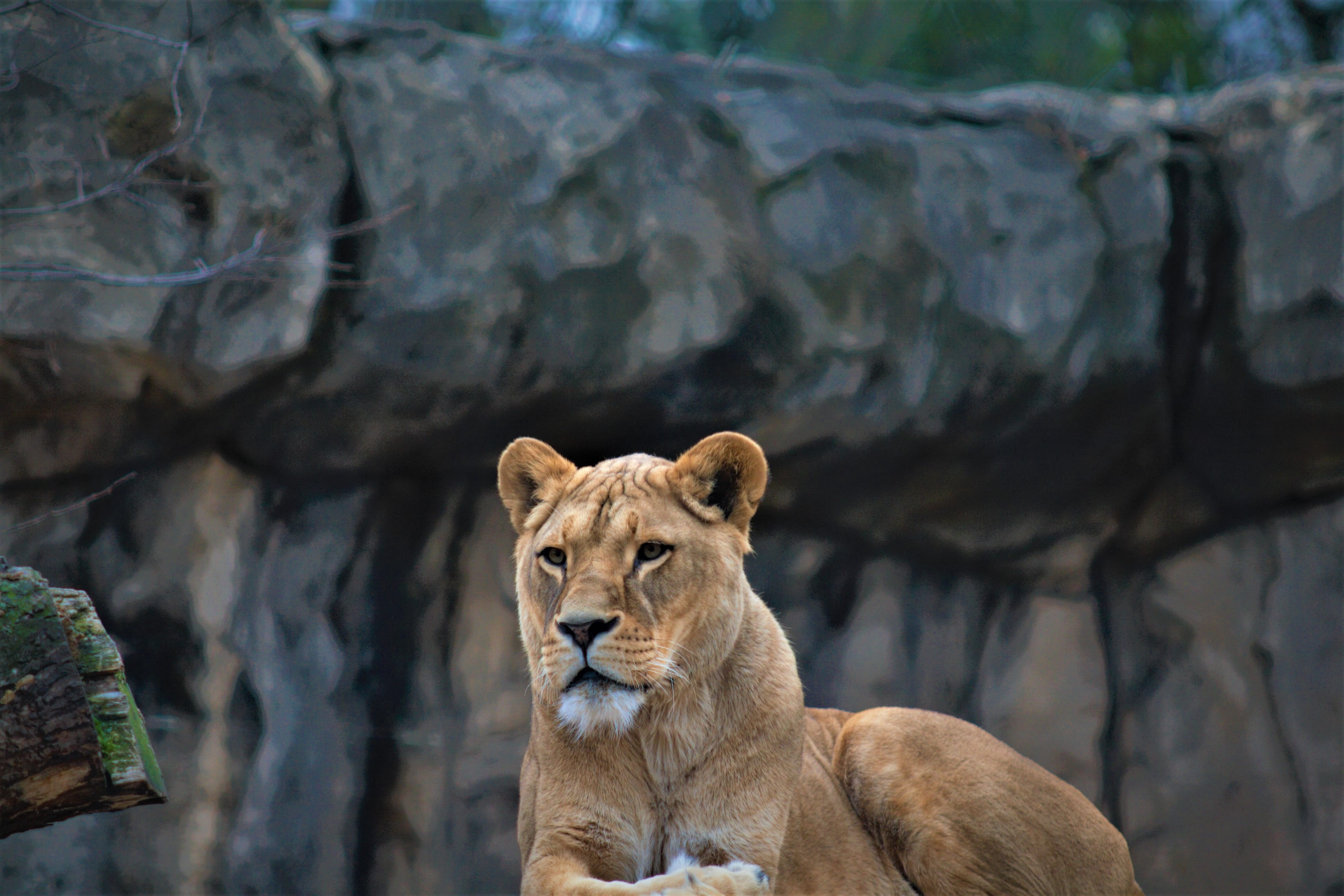 day, mammal, cat, feline, animals in the wild, solid, animal themes, focus on foreground, no people, big cat, zoo, lioness, carnivora, wildcat, animal wildlife, HD Wallpaper