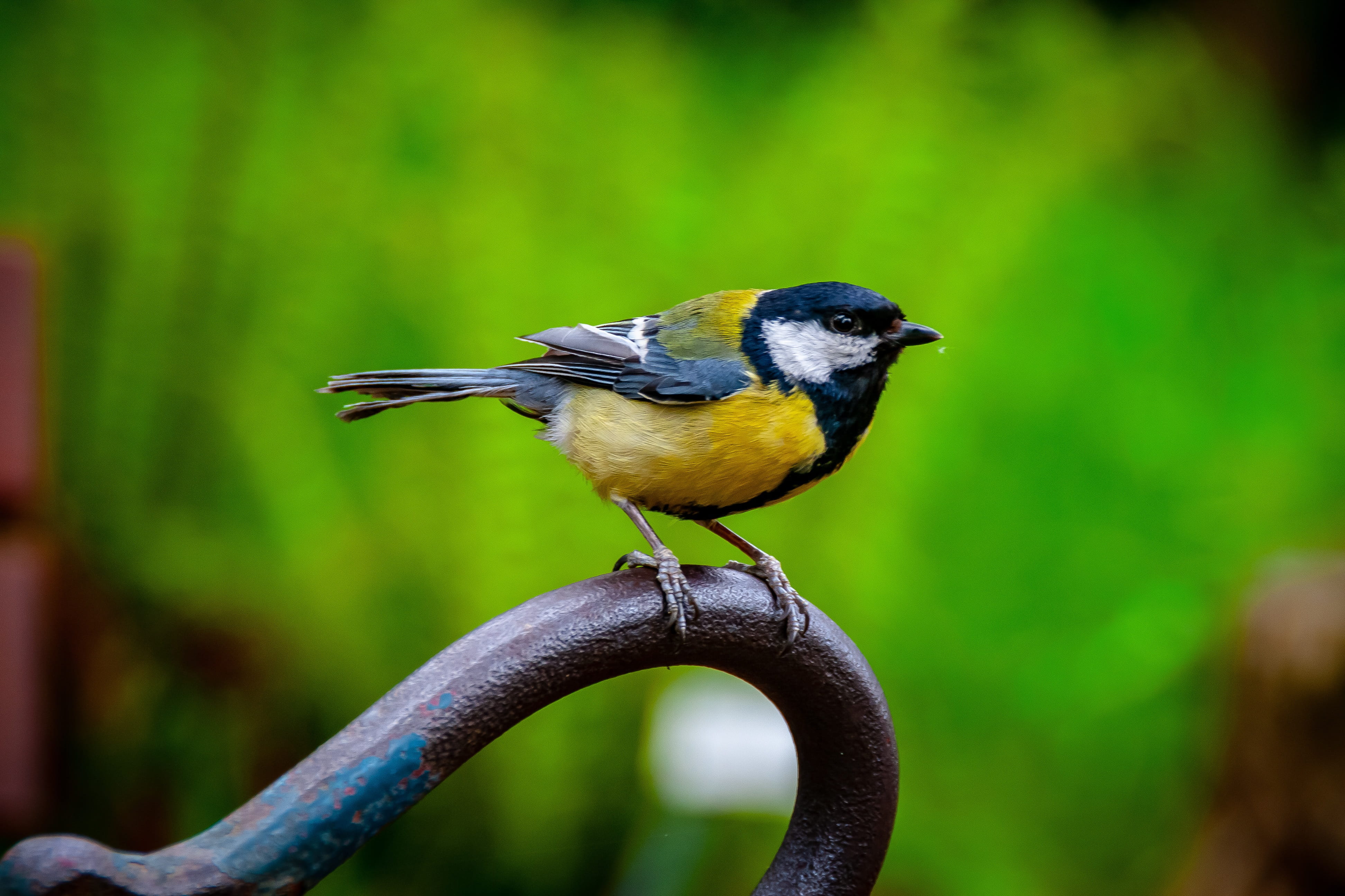 close-up, great tit, animal wildlife, vögel, metal, animal themes, animel, looking, focus, one animal, focus on foreground, nature, perching, animal, beauty in nature, HD Wallpaper