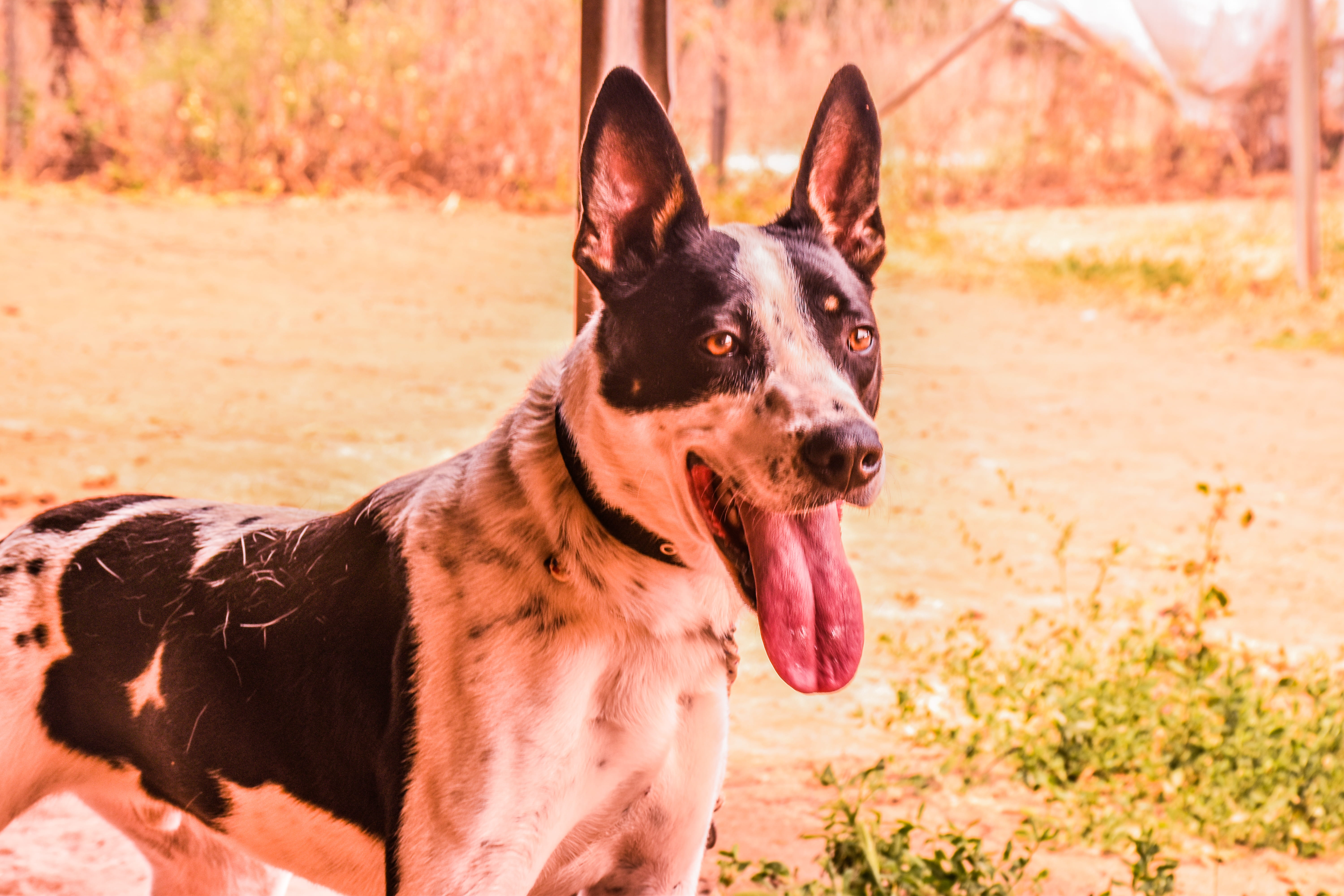 mammal, 5K, purebred dog, animels, israel, animal, canine, day, panting, land, no people, animal head, one animal, focus on foreground, dogs, sunlight, HD Wallpaper