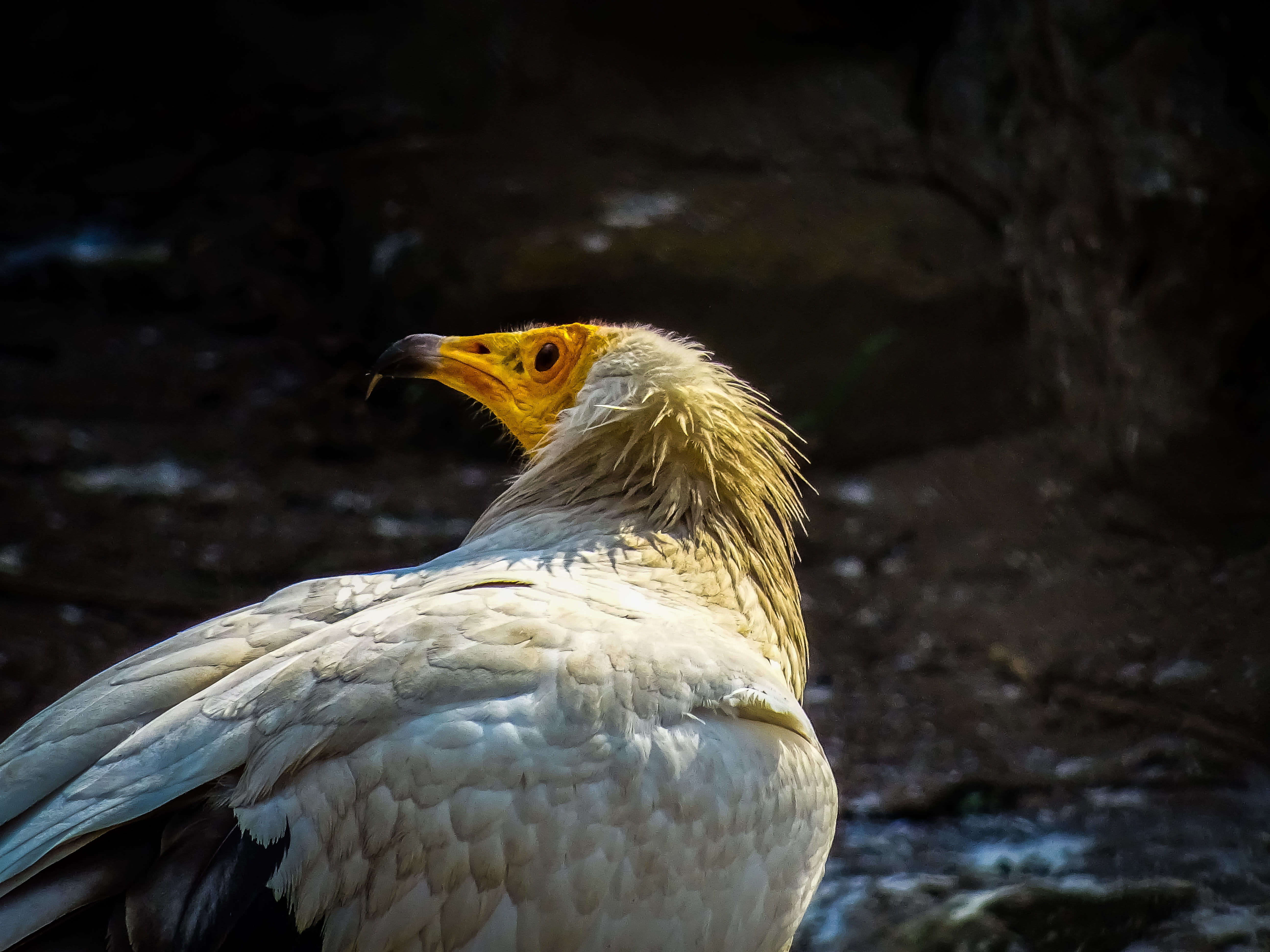 close-up, outdoors, animal head, nature, vertebrate, wildlife, animal, animel, zoo, looking away, animals in the wild, no people, eagle, 5K, animal eye, HD Wallpaper