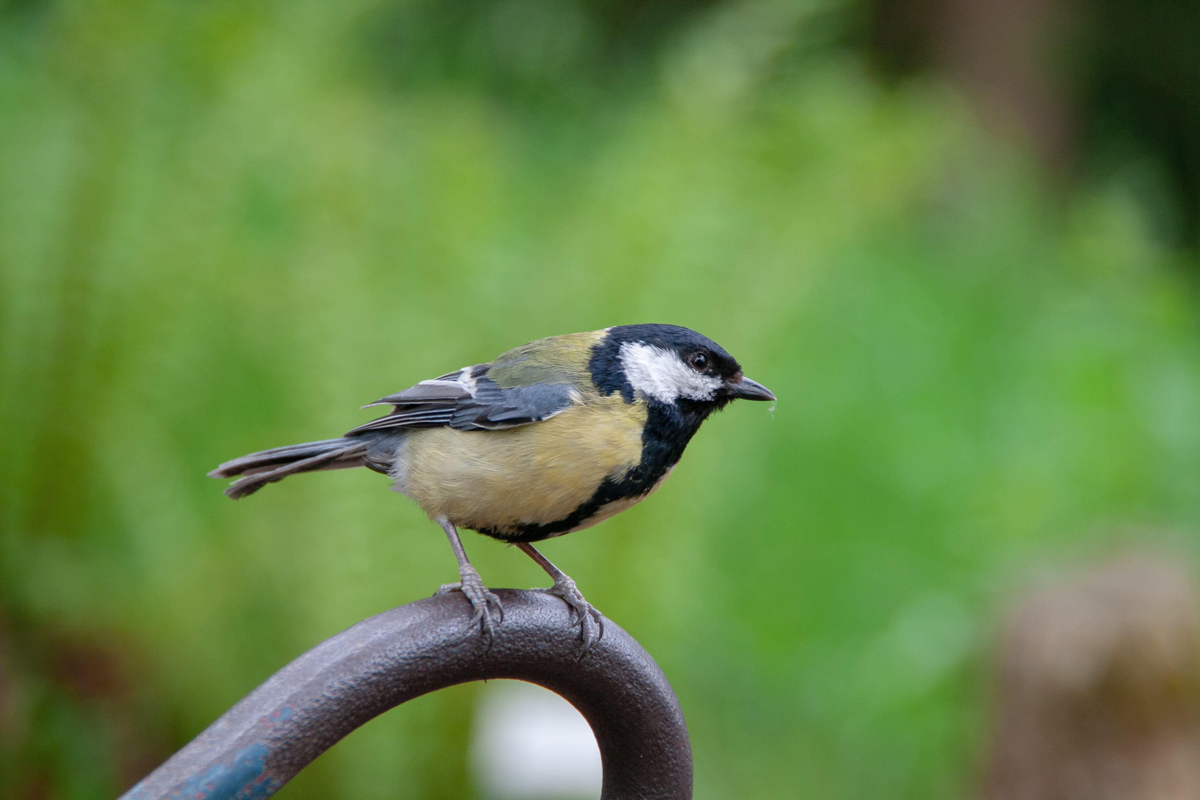 animal themes, bird, close-up, nature, wild, animal, vertebrate, black color, metal, focus on foreground, perching, green color, animal wildlife, focus, HD Wallpaper