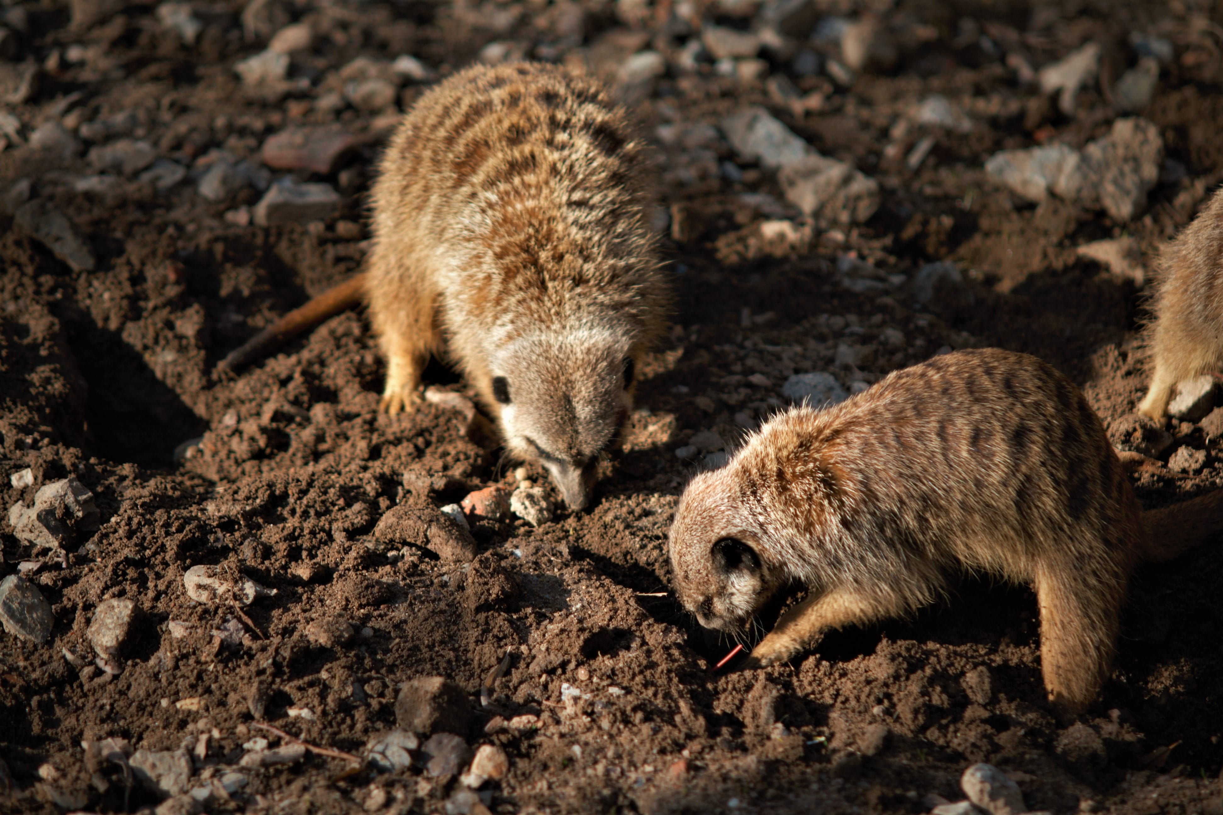 nature, mud, dirt, group of animals, animal wildlife, vertebrate, sunlight, background, 4K, animals in the wild, erde, sand, animels, young animal, meerkat, HD Wallpaper