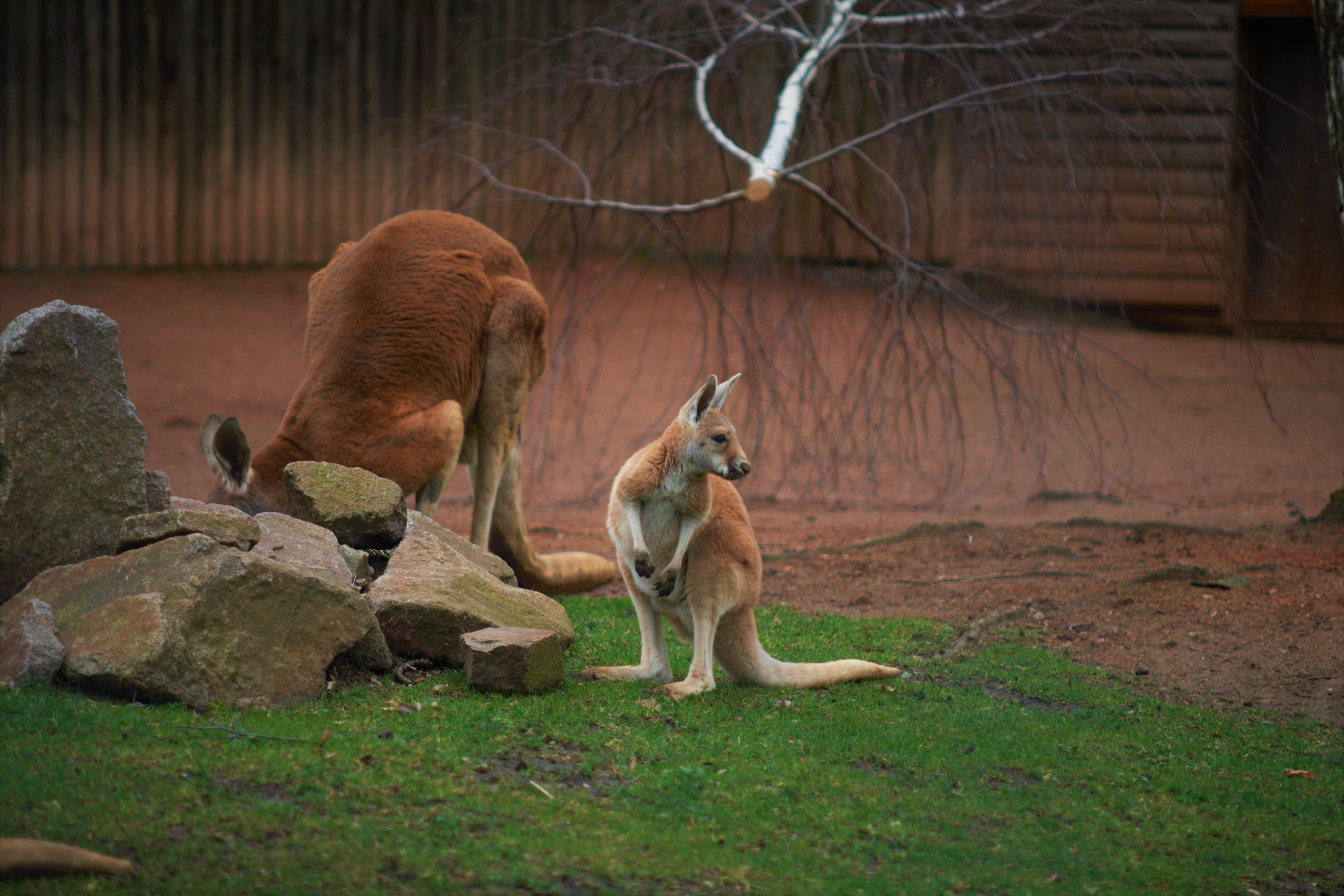 tree, group of animals, mammal, land, focus, grass, plant, two animals, outdoors, animals in the wild, animel, zoo, domestic animals, wildlife, känguru, HD Wallpaper