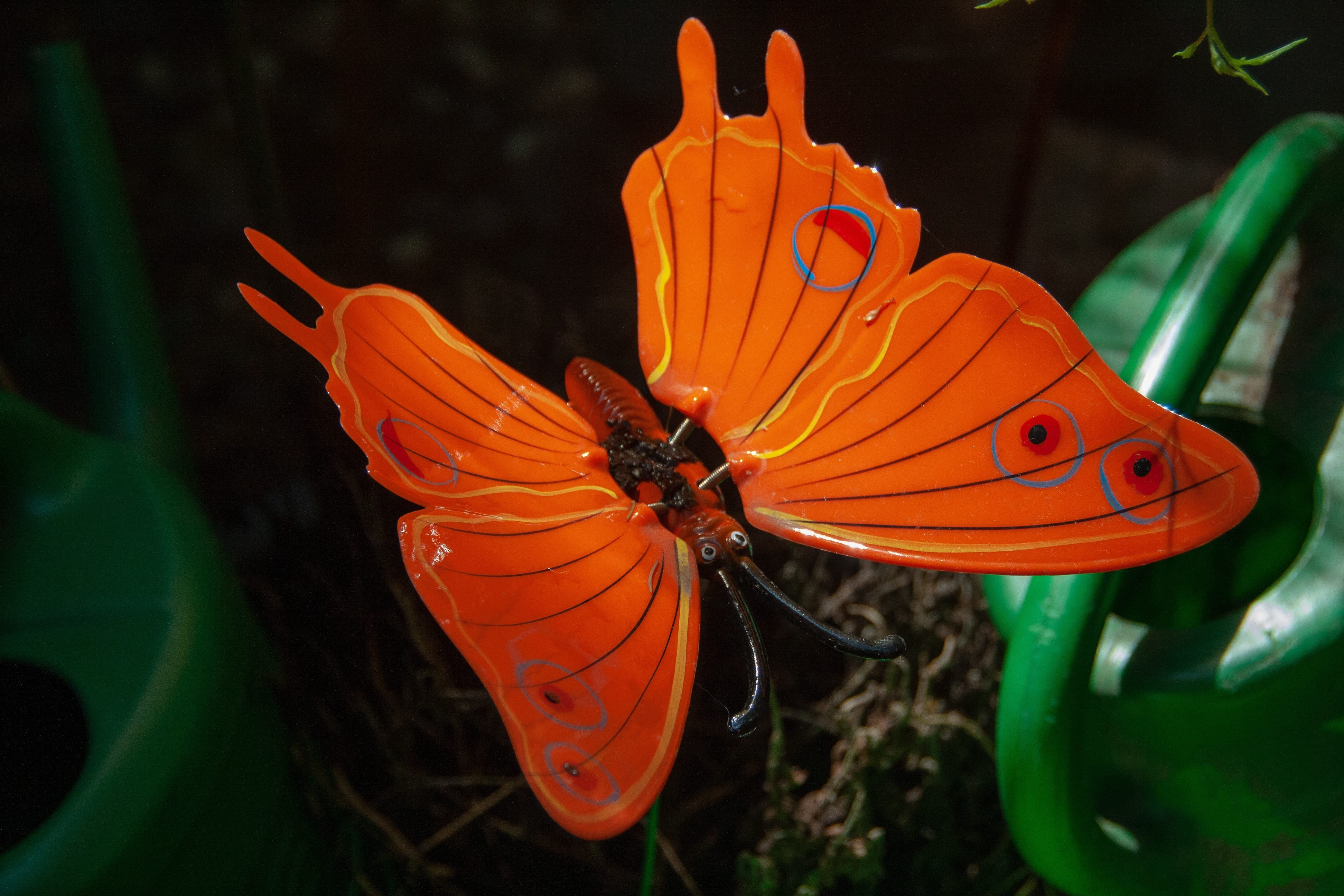 beauty in nature, outdoors, focus on foreground, 4K, one animal, vulnerability, animal wildlife, animal themes, colored, close-up, insect, invertebrate, HD Wallpaper