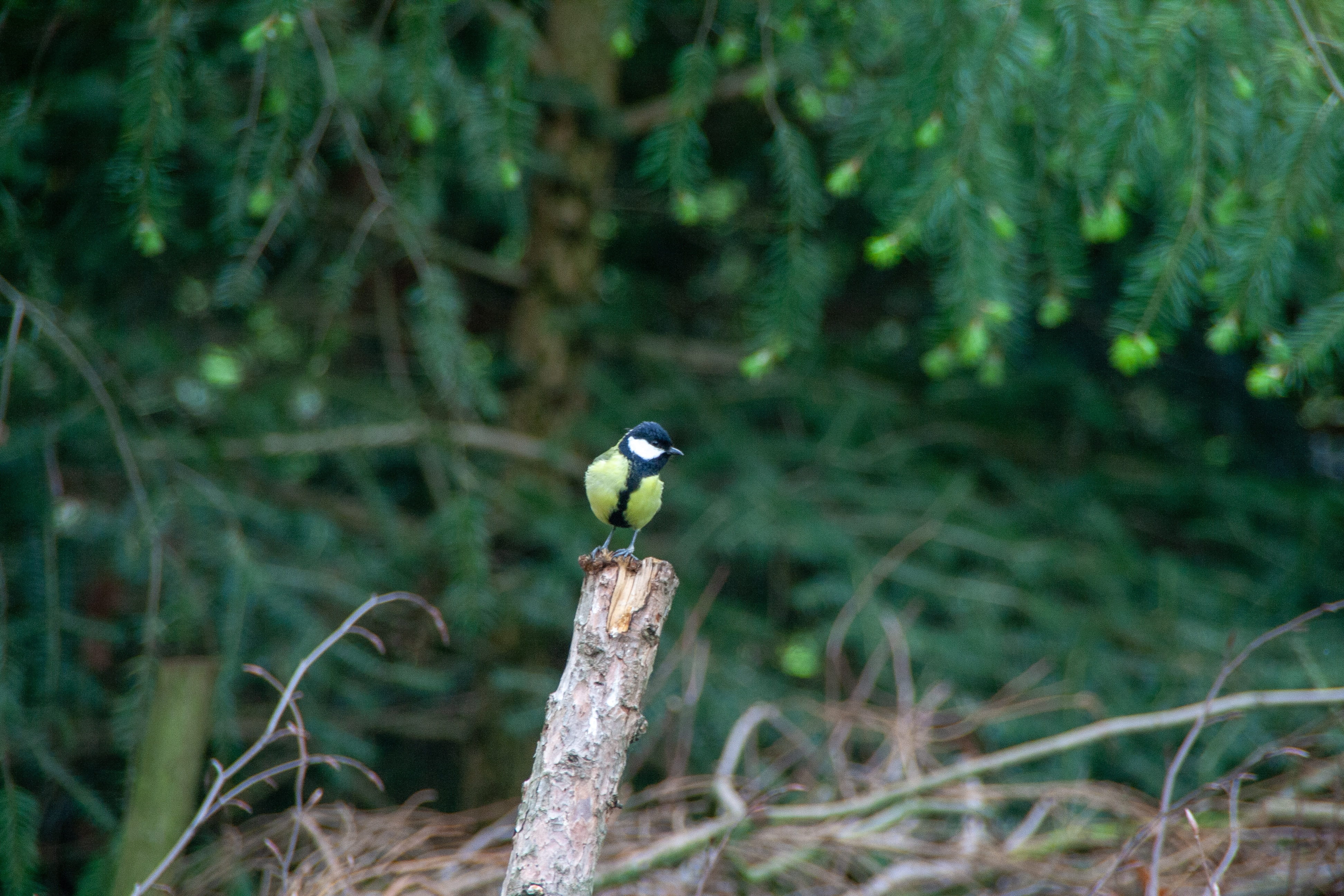 day, animal themes, bird, outdoors, 4K, tree, green color, vertebrate, focus, forest, focus on foreground, animal, animel, great tit, branch, no people, HD Wallpaper