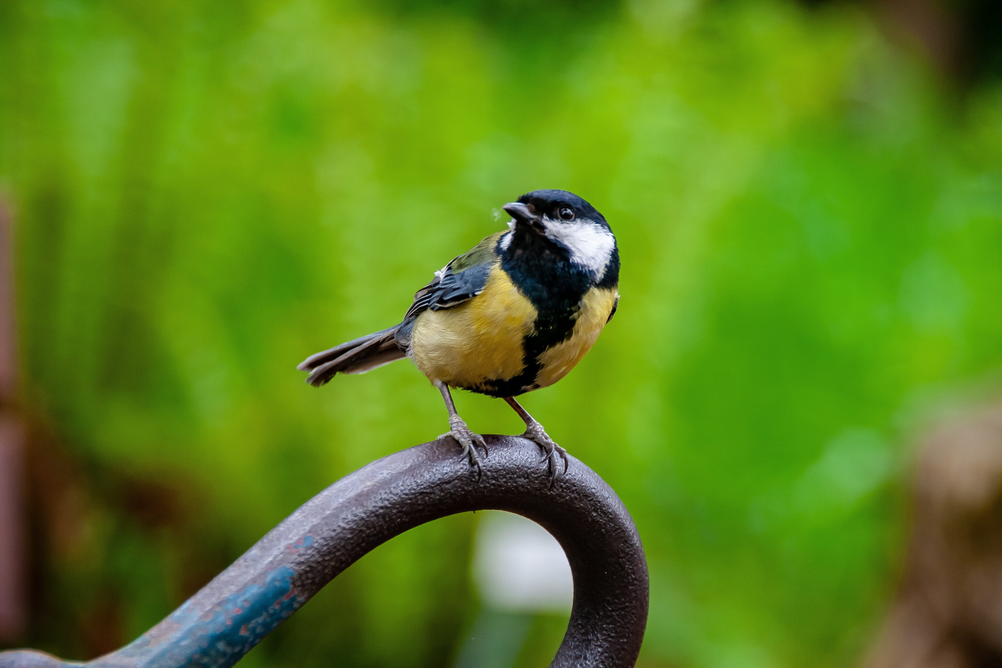 animal themes, vögel, one animal, animal, perching, great tit, metal, vertebrate, animal wildlife, 4K, beauty in nature, animals in the wild, details, HD Wallpaper