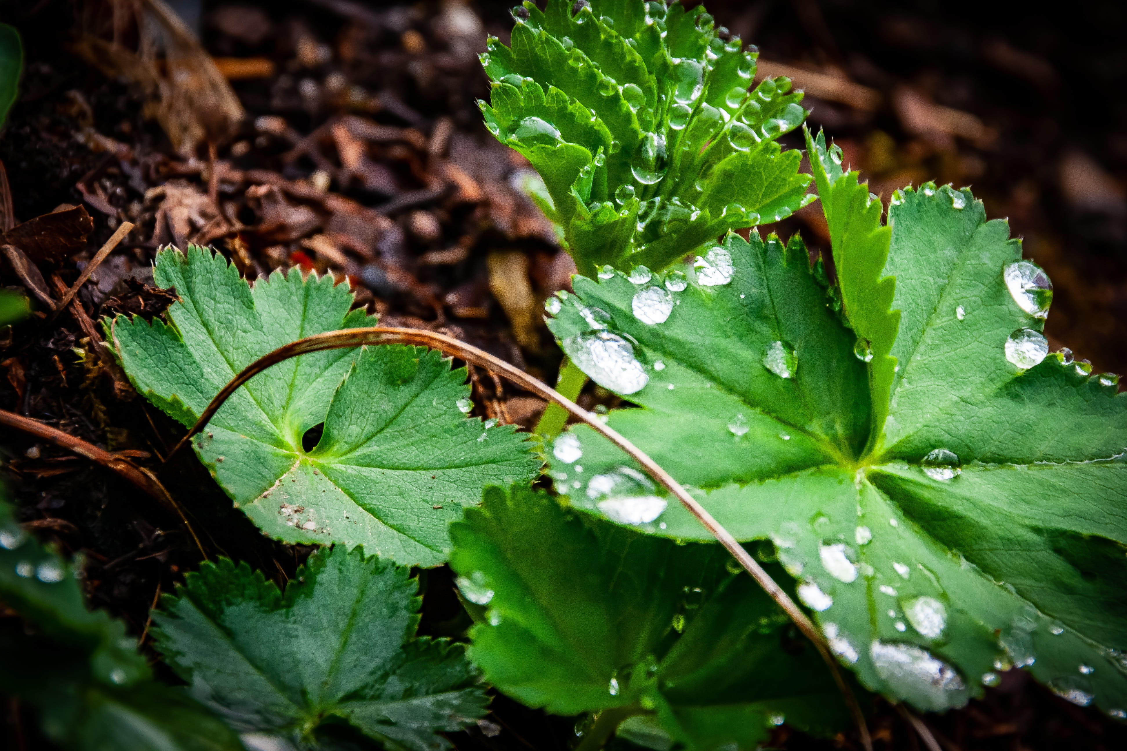 freshness, raindrop, details, nature, leaves, rain, outdoors, dew, leaf, green color, plant, wet, vögel, drop, purity, animel, focus, selective focus, no people, HD Wallpaper