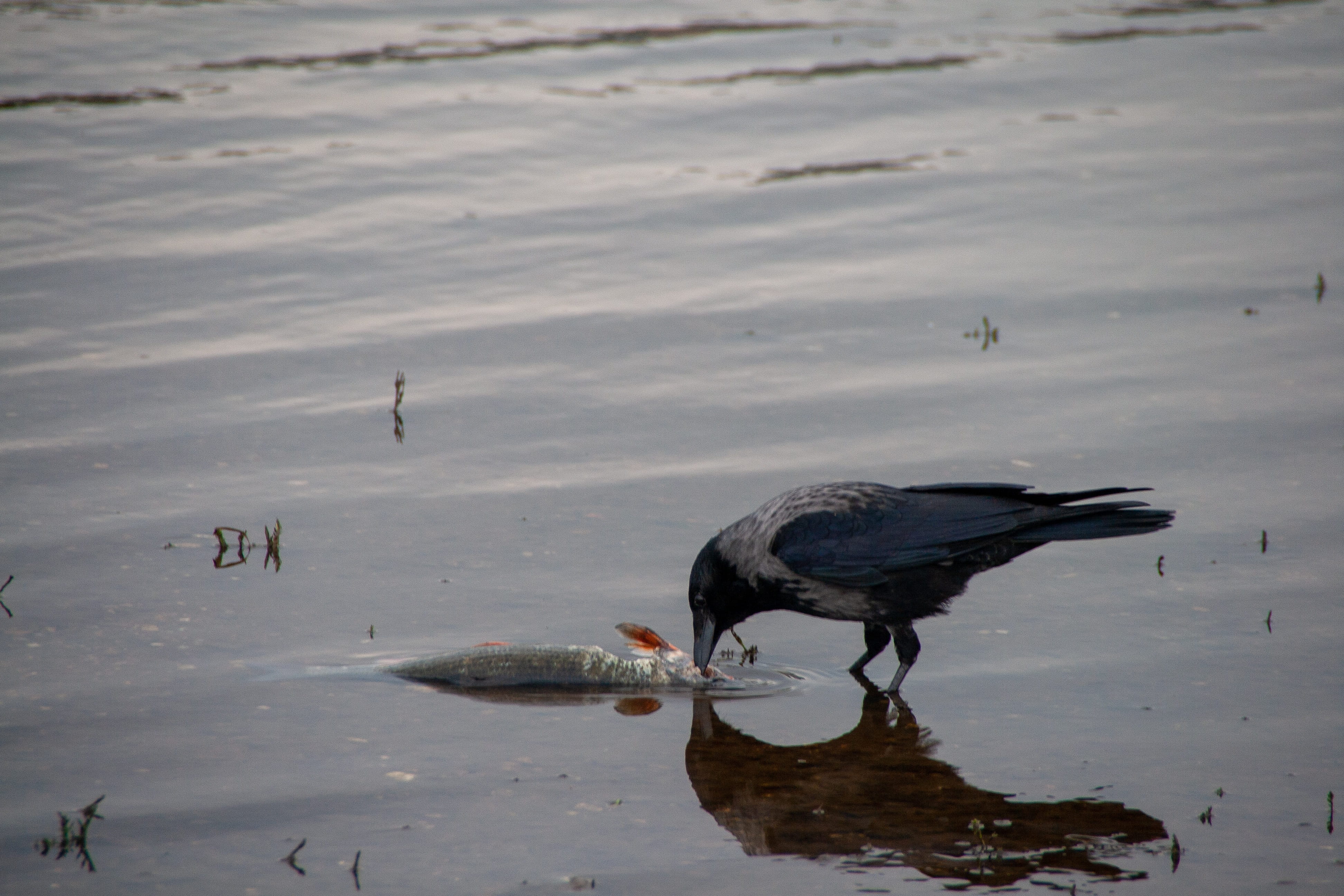nature, high angle view, drinking, shadows, lake, animal themes, water, vögel, vertebrate, rabe, outdoors, coot, animel, beach, one animal, day, animal, HD Wallpaper