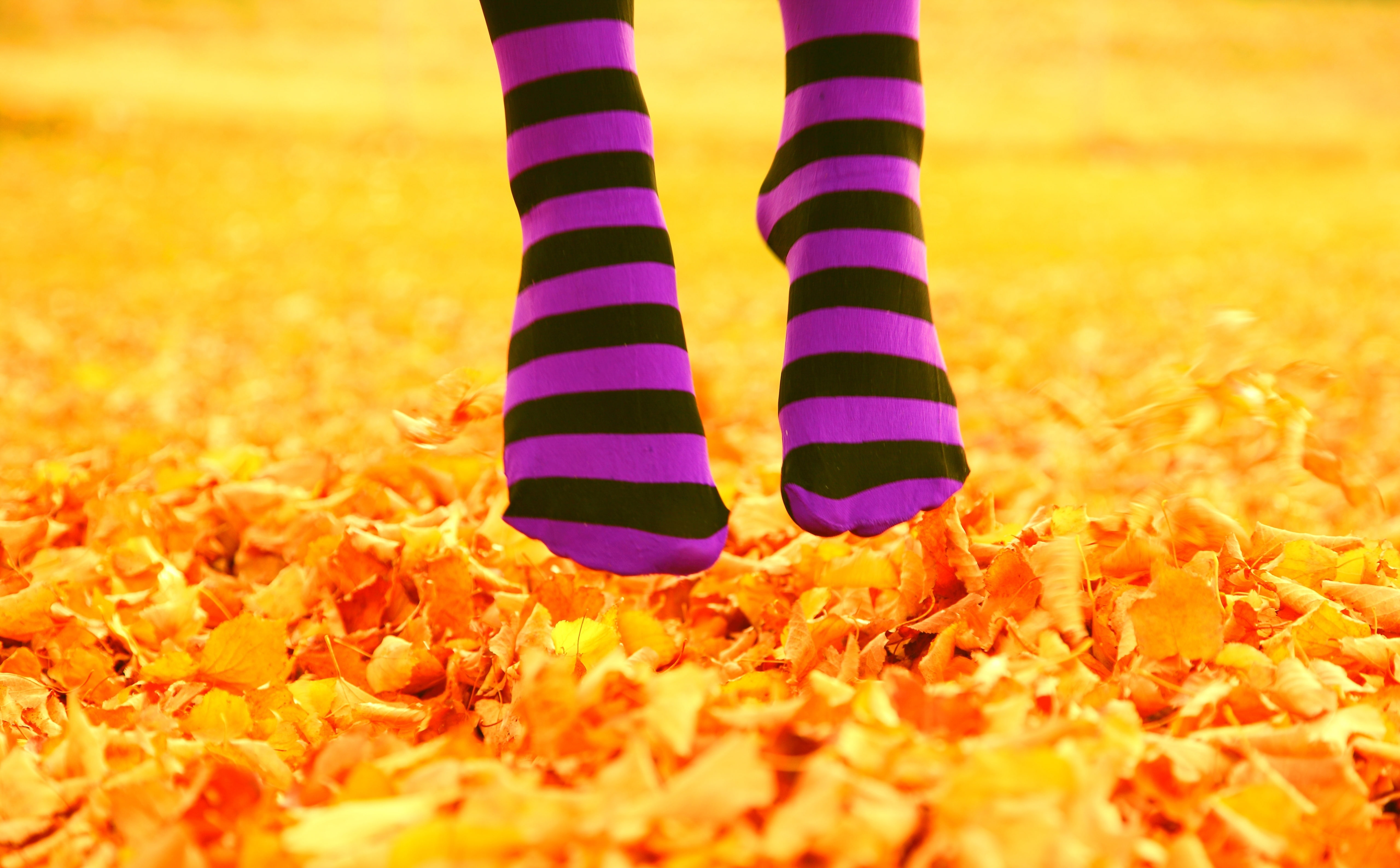 5K, close-up, Golden, Feet, striped, Seasons, focus on foreground, outdoors, day, Leaves, pair, purple, body part, one person, Fall, multi colored, socks, HD Wallpaper