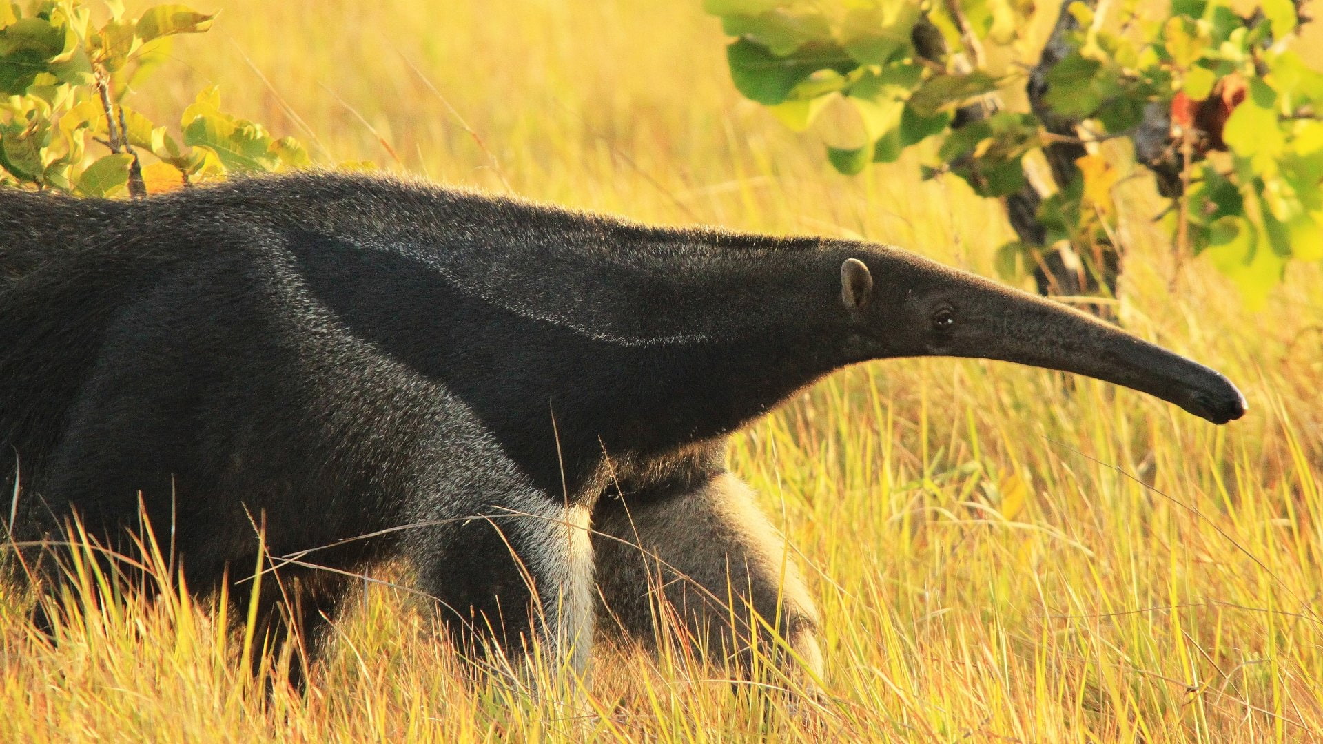 1080P, Animal, Anteater, HD Wallpaper