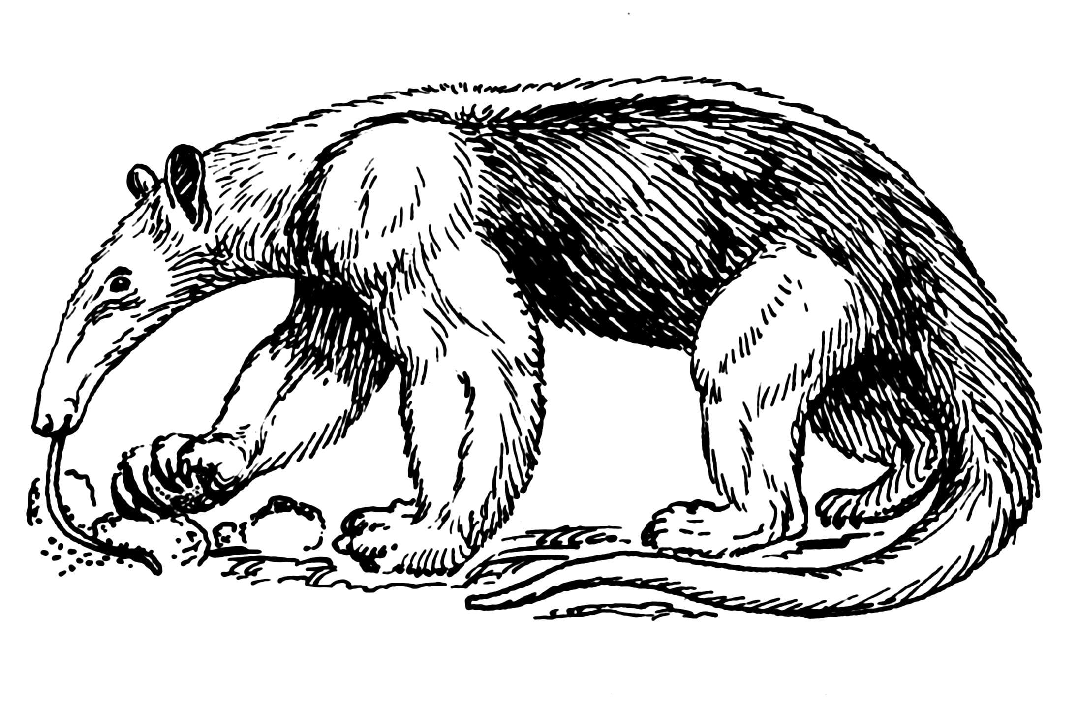 anteater, vermilingua, 1080P, HD Wallpaper