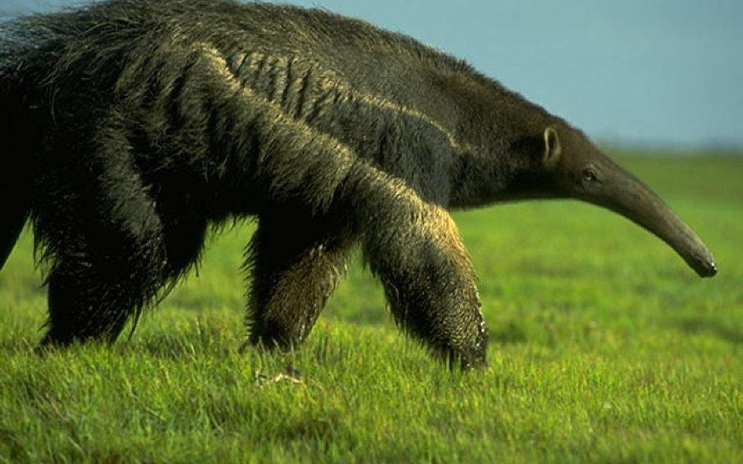 one animal, animal wildlife, profile view, vertebrate, field, outdoors, plain, no people, nature, side view, animal themes, plant, mammal, animal, grass, HD Wallpaper