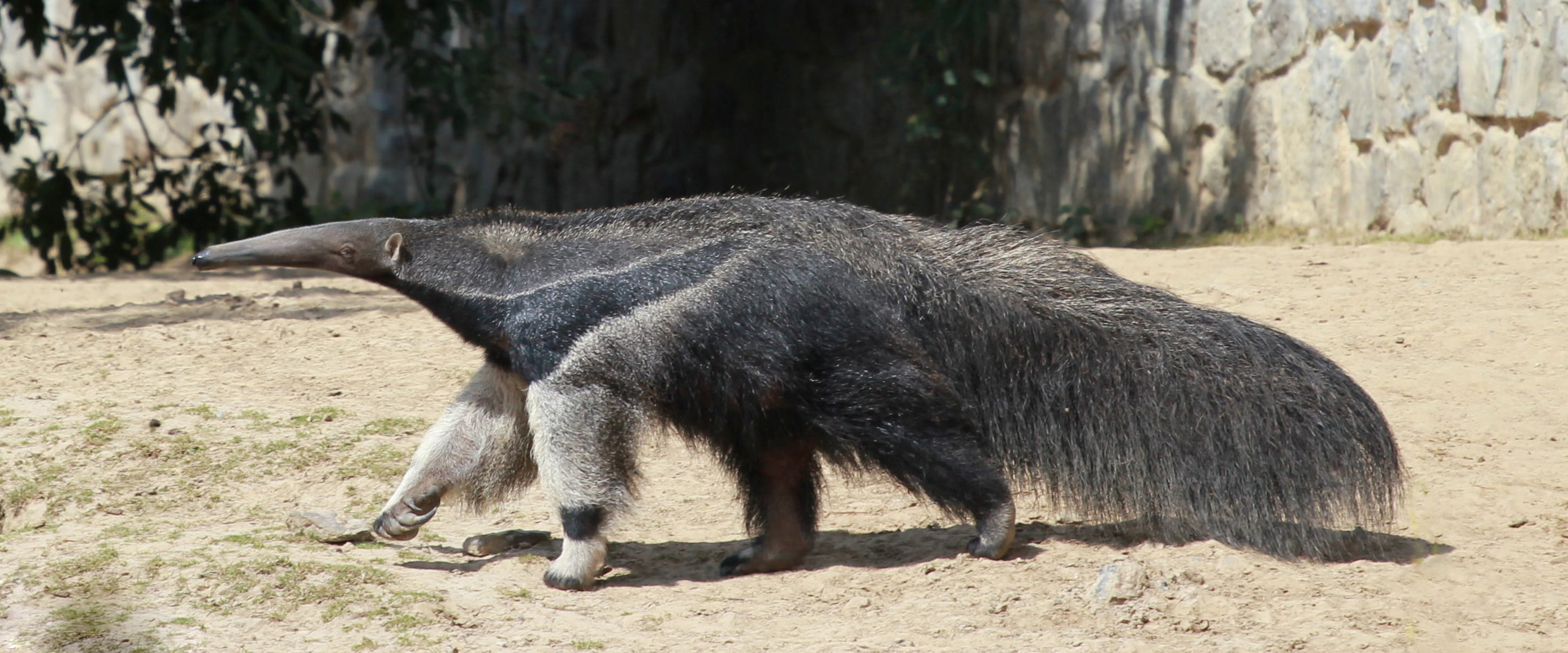 animal wildlife, no people, animal, mammal, market, 2K, sand, walking, anteater, nature, animal themes, land, one animal, black, domestic animals, field, HD Wallpaper