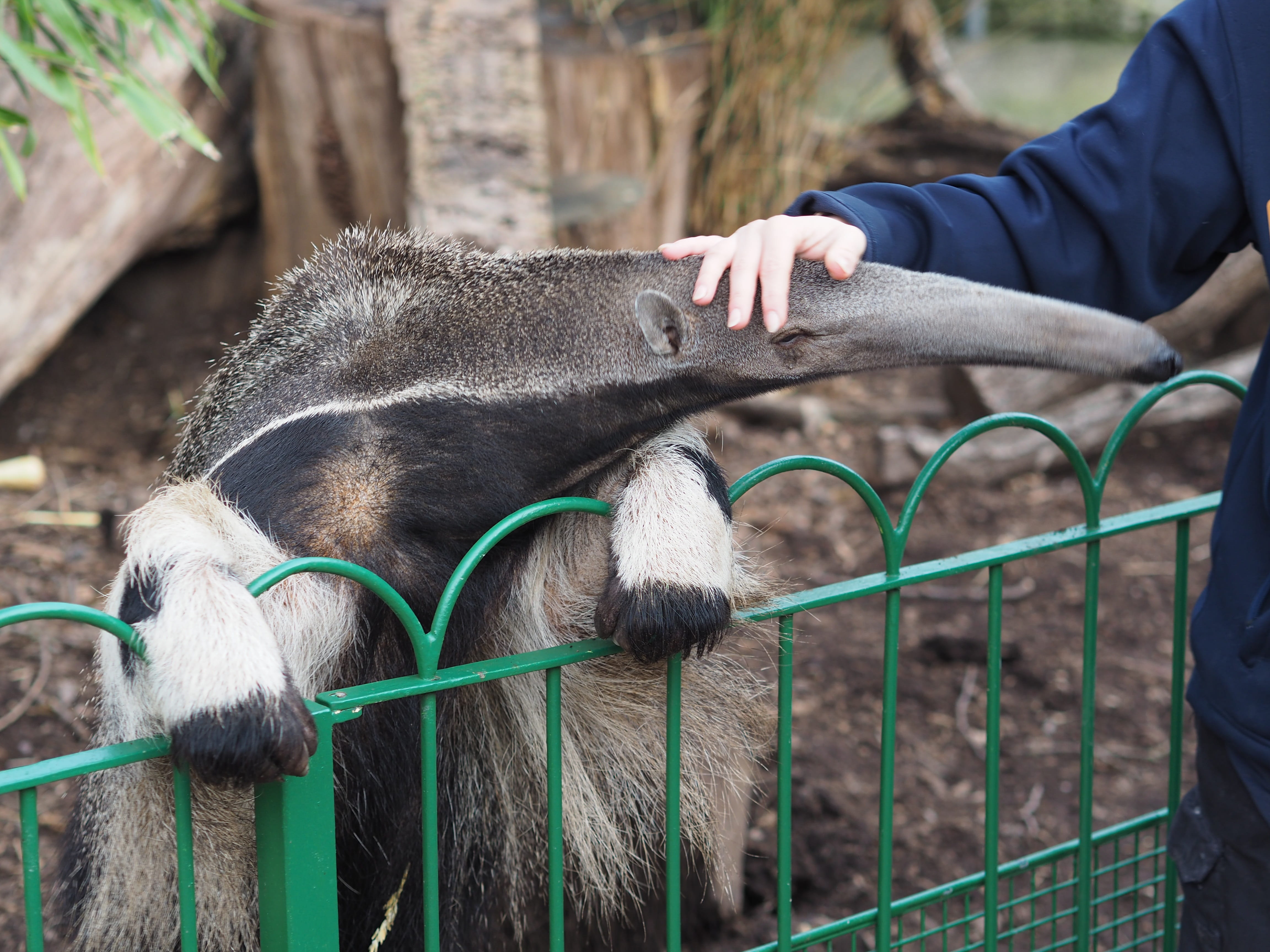 one animal, fence, domestic, herbivorous, animal wildlife, domestic animals, 4K, anteater, human body part, zoo, day, pets, outdoors, barrier, mammal, HD Wallpaper