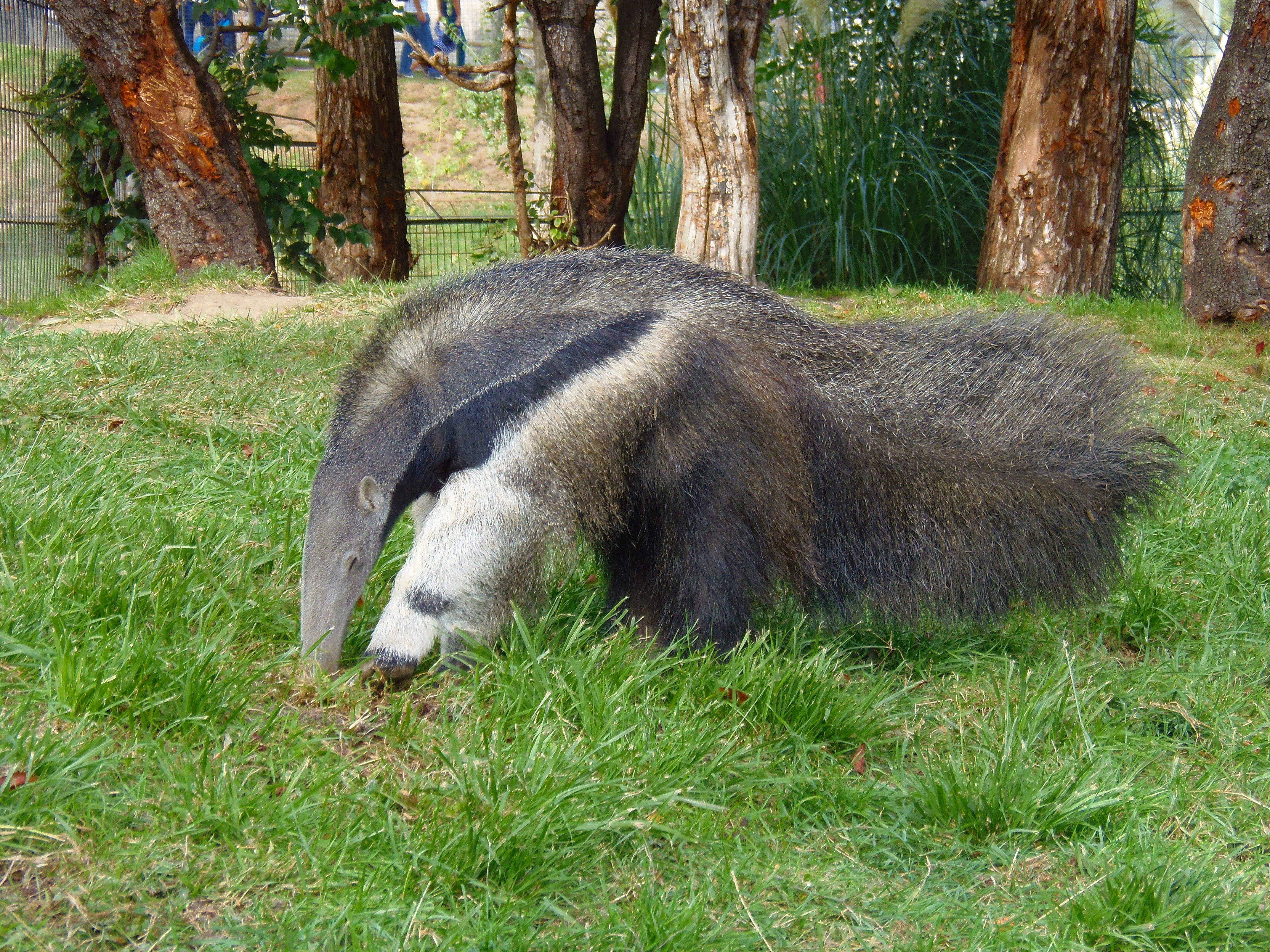 vertebrate, day, grass, green color, outdoors, land, herbivorous, trunk, one animal, anteater, plant, no people, domestic animals, ants, animal, nature, HD Wallpaper