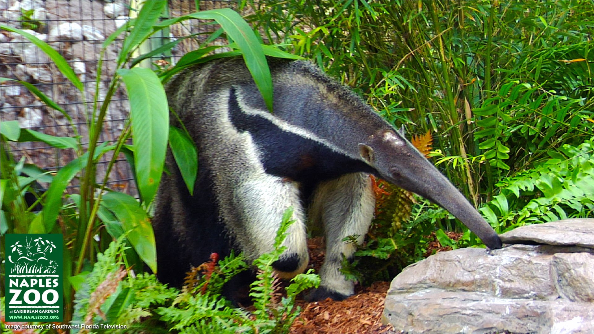 anteater, vermilingua, 1080P, HD Wallpaper