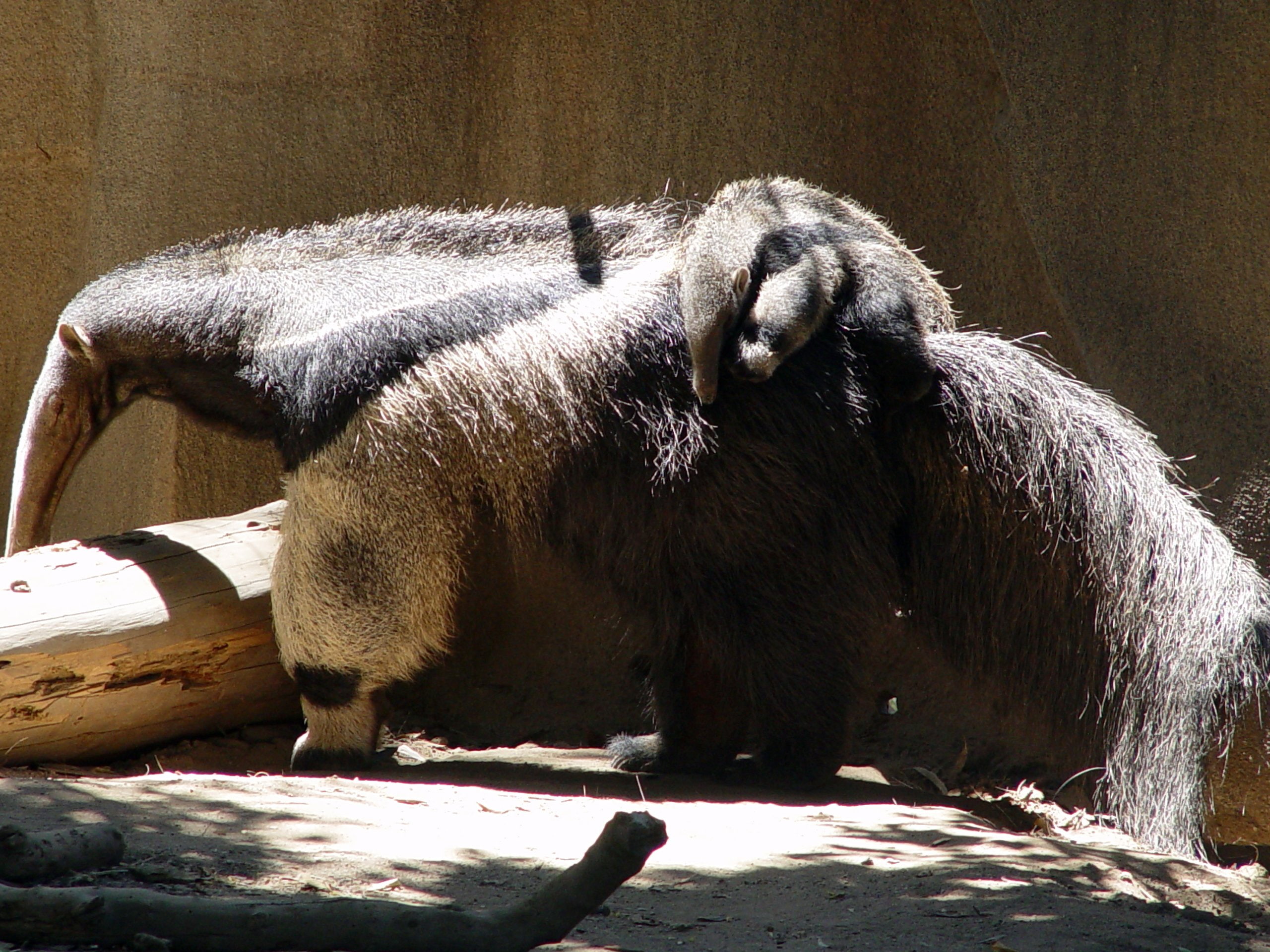 vertebrate, outdoors, zoology, animals in the wild, animals in captivity, relaxation, zoo, nature, bear, sunlight, resting, day, 2K, animal, mammal, animals, HD Wallpaper