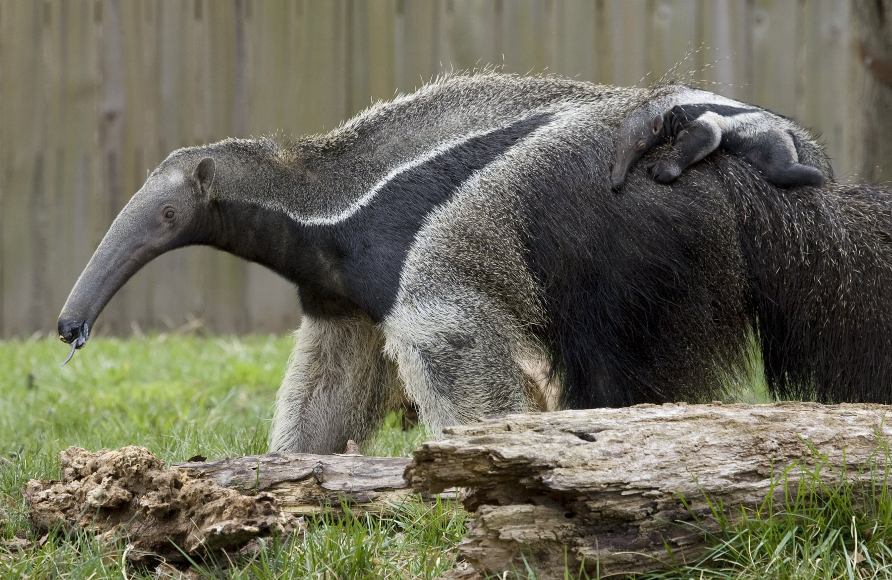 outdoors, anteater, focus on foreground, land, animal themes, nature, solid, vertebrate, one animal, animal, no people, animal wildlife, 720P, zoo, day, HD Wallpaper