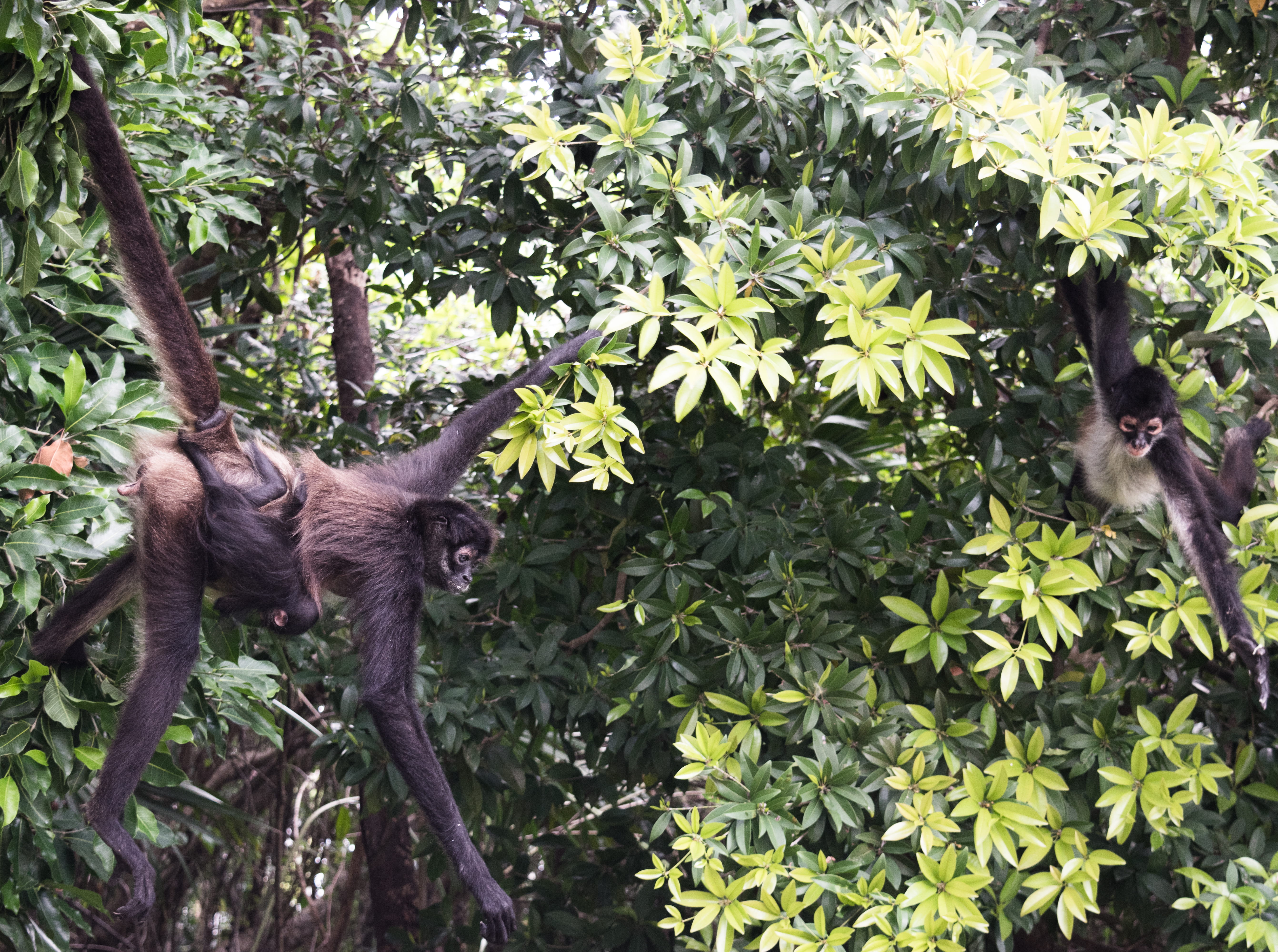 plant, three-toed sloth, animal, domestic, fun, accipiter, green color, ape, animal themes, primate, sloth, koala, vertebrate, anteater, 5K, food, day, HD Wallpaper