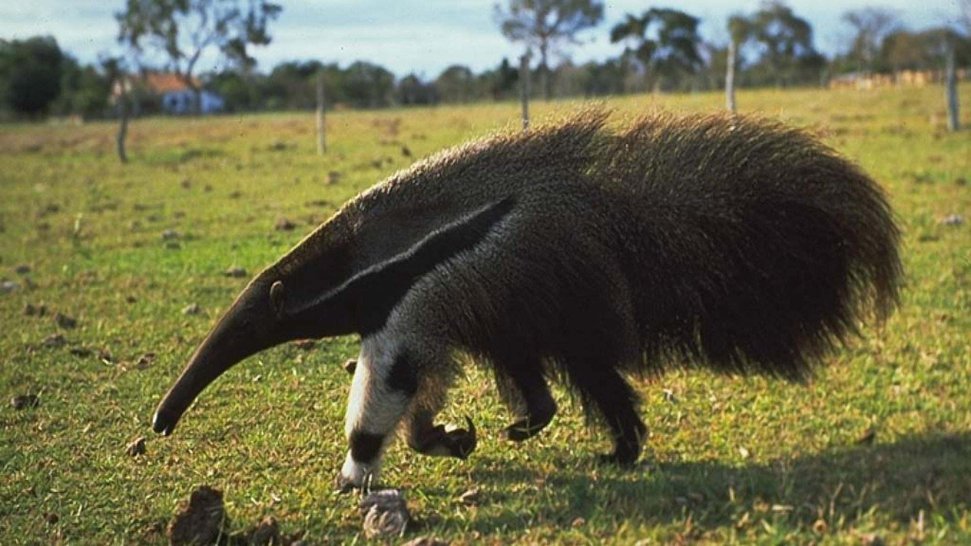 anteater, vermilingua, 1080P, HD Wallpaper