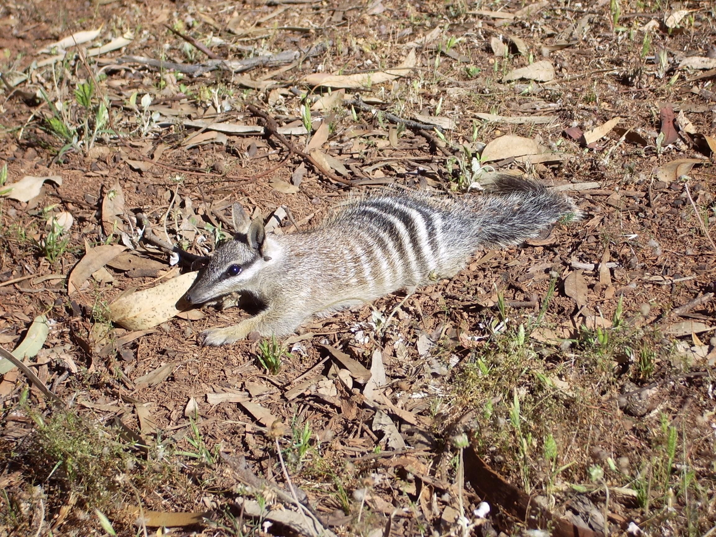 anteater, rodent, full length, 1080P, one animal, animals, vertebrate, animal, animals in the wild, wild, numbat, domestic, high angle view, wildlife, HD Wallpaper