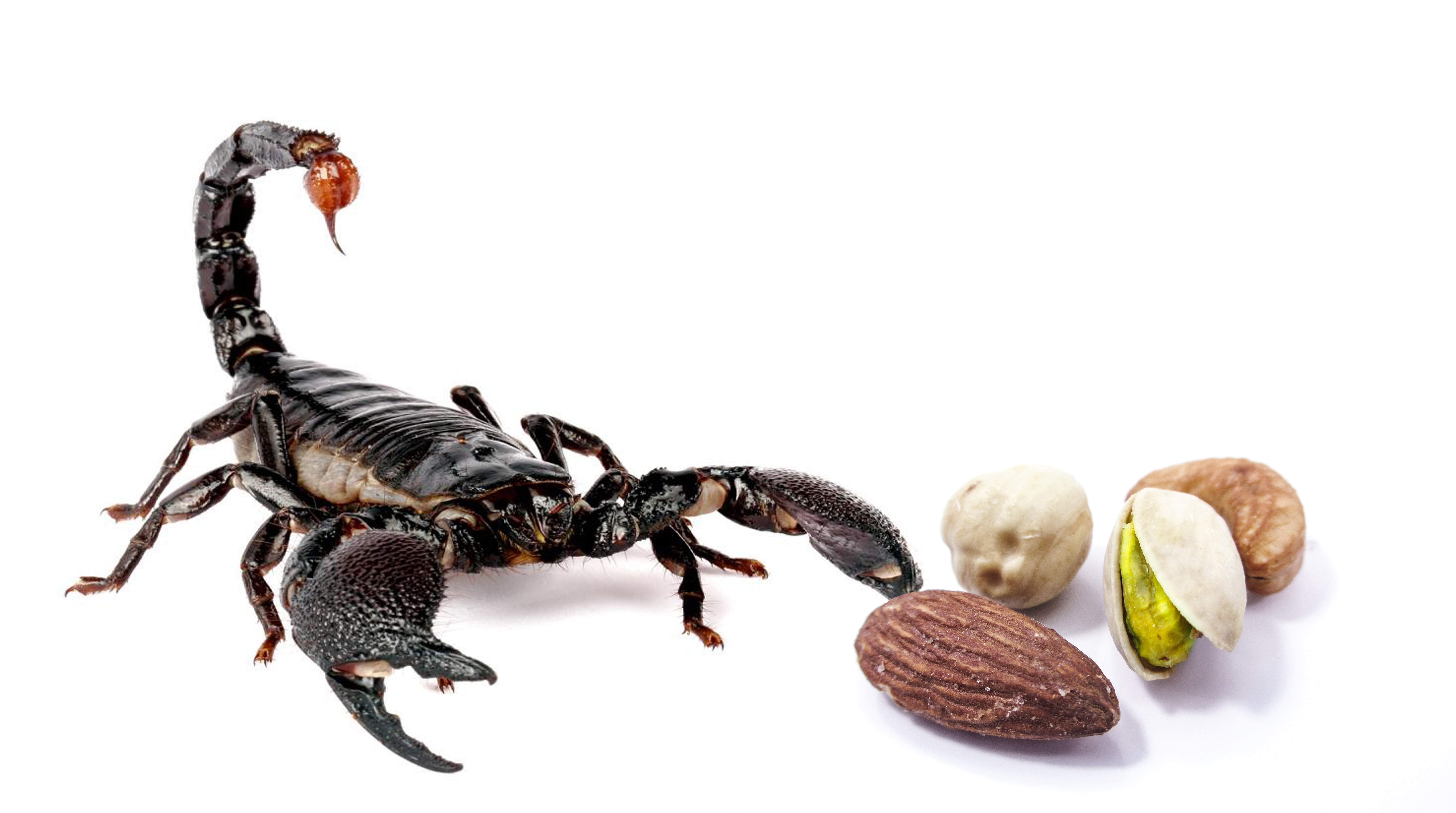 trap, poisonous, discover, food and drink, no people, hazelnuts, close-up, studio shot, 5K, pistachio, insect, near, indoors, nature, almonds, healthy eating, HD Wallpaper