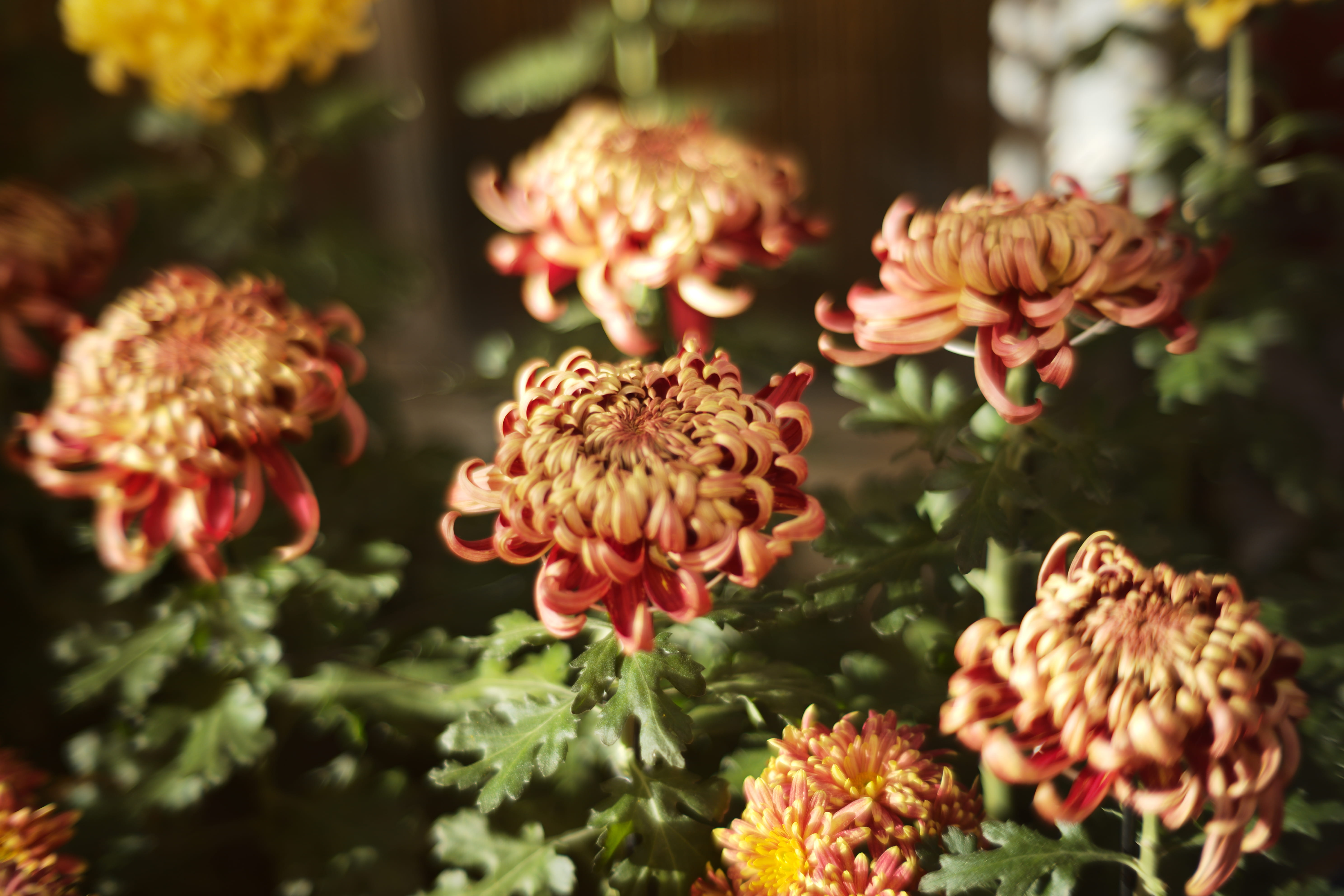 inflorescence, focus on foreground, fall, 5K, flowers, botany, outdoors, beauty in nature, 2900 southern blvd, flower, kiku, no people, day, growth, vulnerability, HD Wallpaper