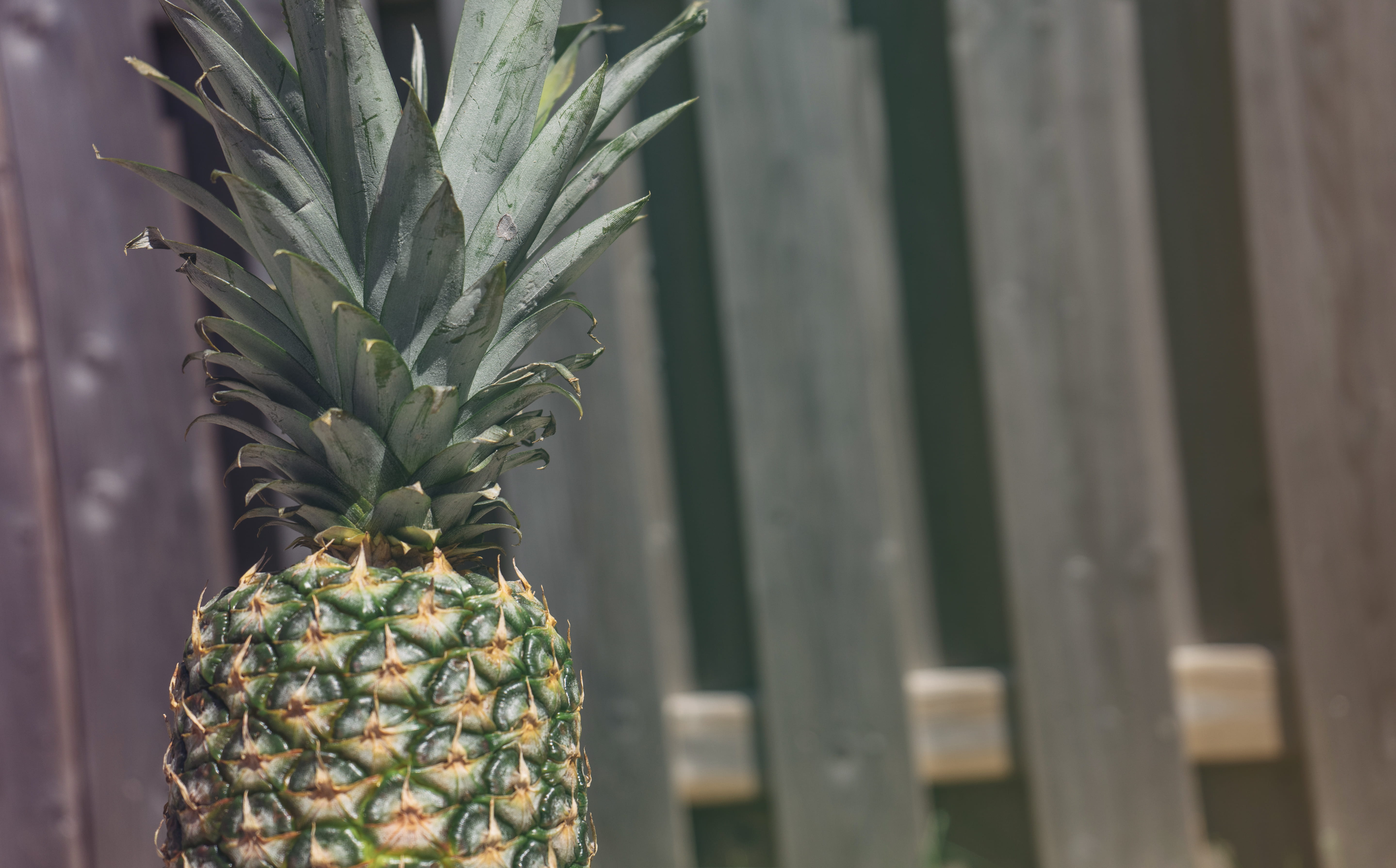 5K, 1330 jalna blvd, close-up, freshness, day, pattern, food, leaf, no people, growth, london, outdoors, focus on foreground, fruit, pineapple, plant, HD Wallpaper