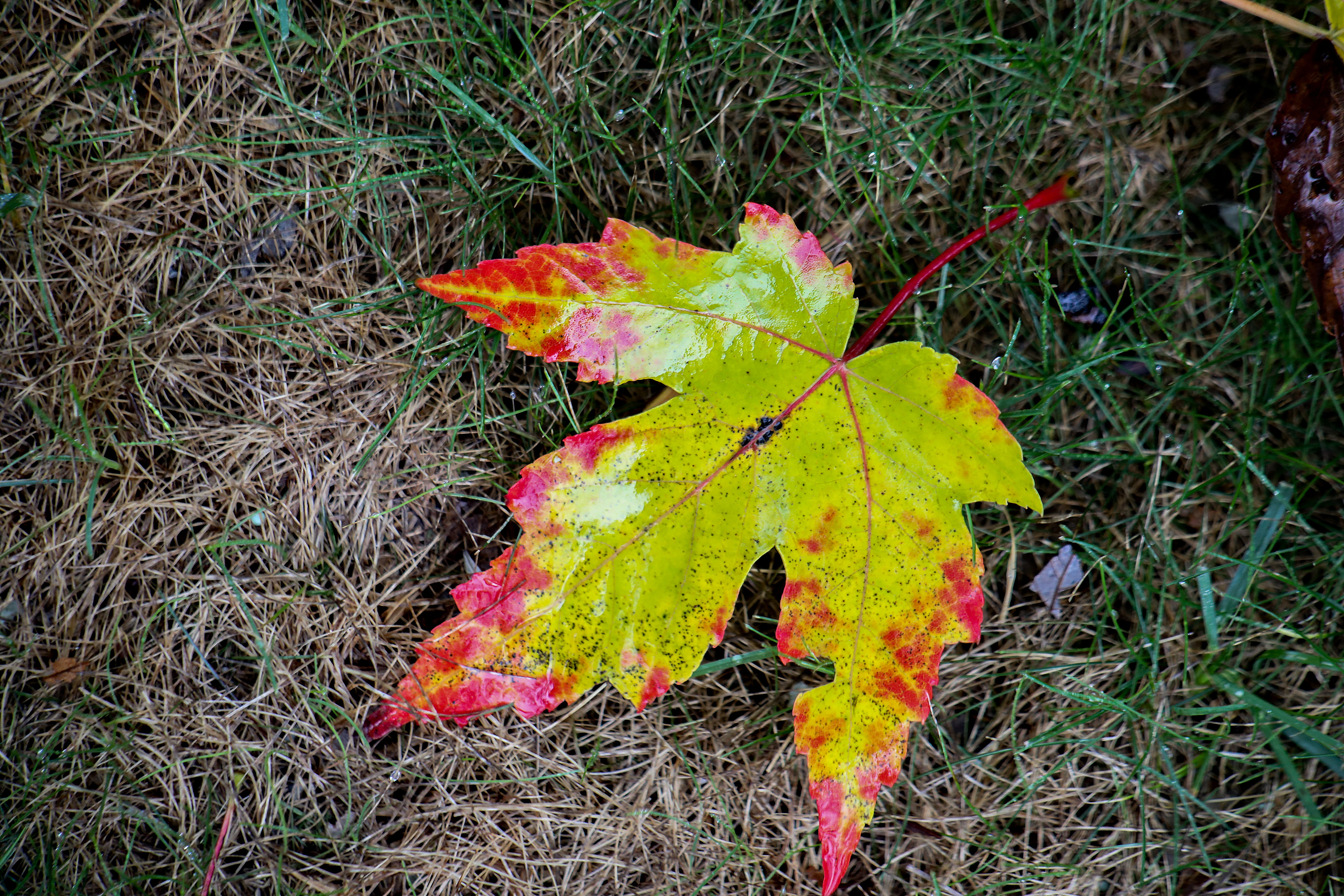 leaf, plant part, 5K, plant, high angle view, change, nature, yellow, growth, day, field, berea, leaves, united states, beauty in nature, outdoors, land, HD Wallpaper