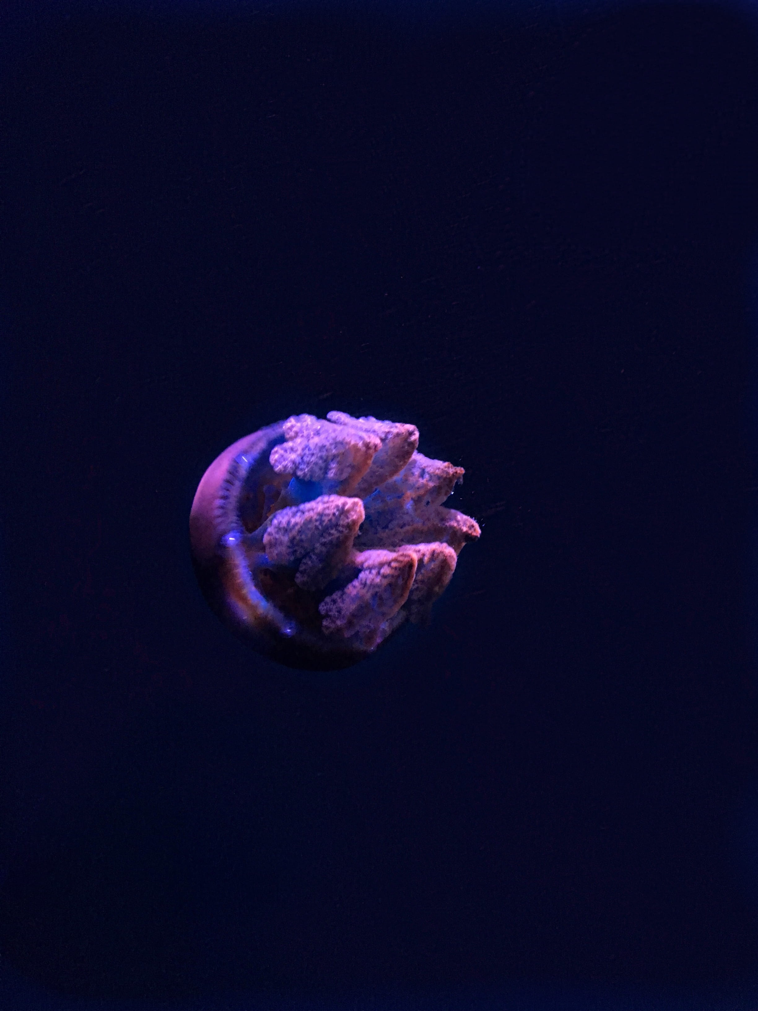 black background, corpus christi, studio shot, animal, invertebrate, water, 2710 n shoreline blvd, copy space, round, marine, ornament, gray, close-up, Phone HD Wallpaper