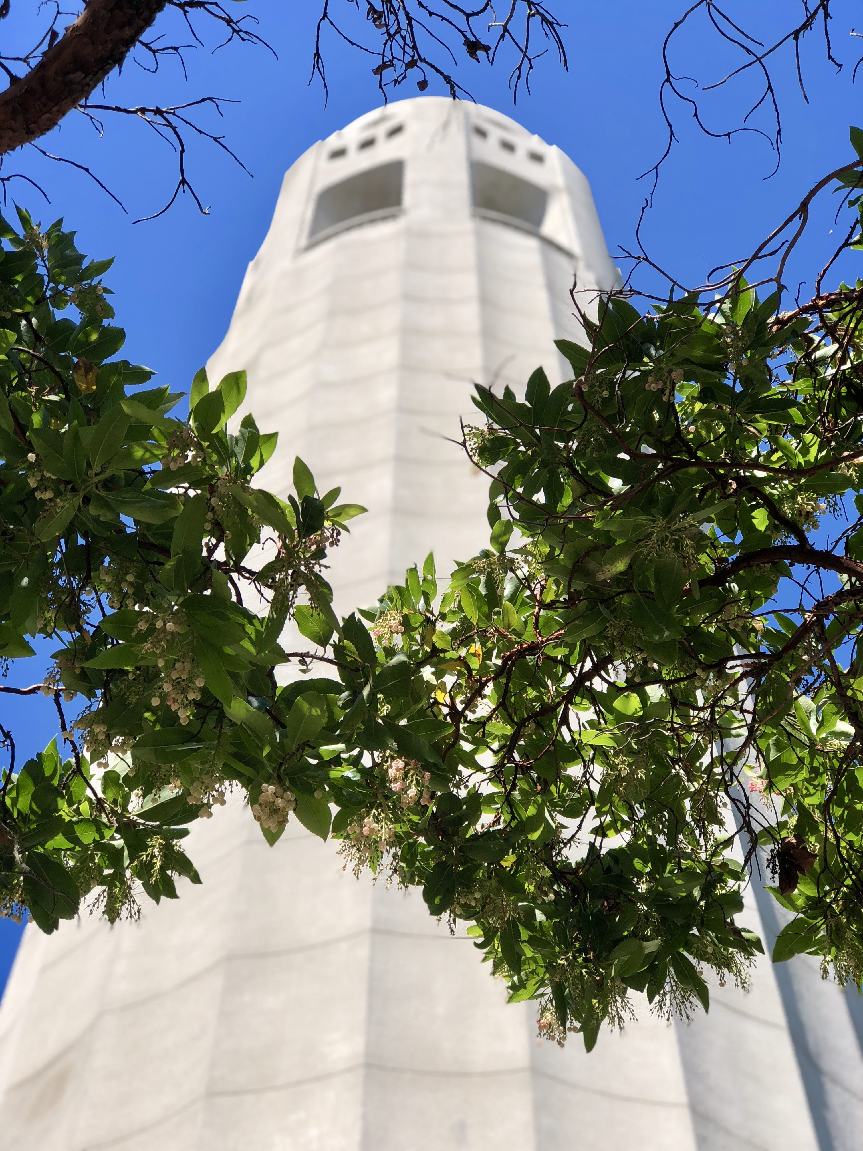 tower, historic, san francisco, nature, branch, coit tower, lookout point, no people, tall - high, united states, leaf, building exterior, scenic, elevator ride, Phone HD Wallpaper
