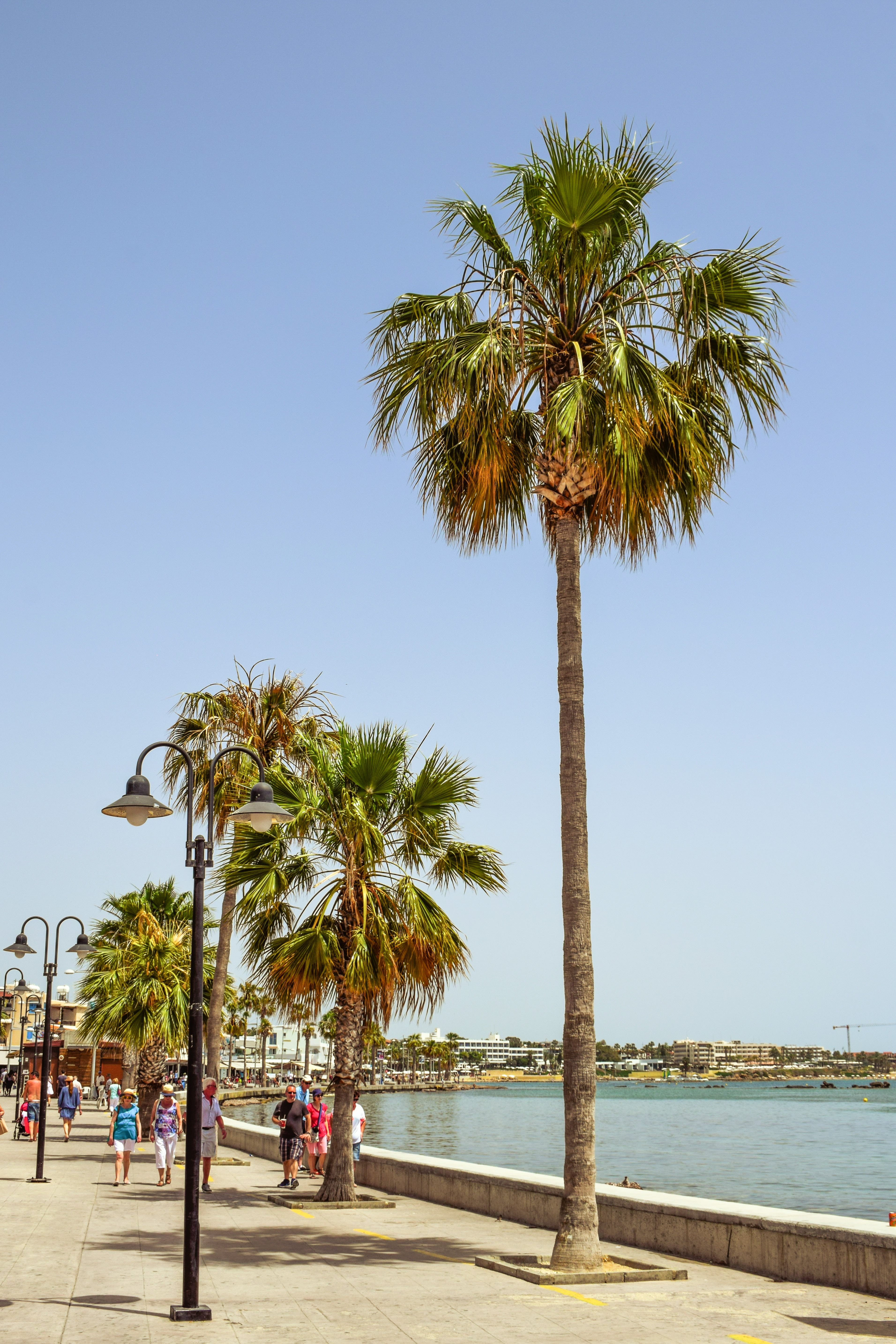 incidental people, tree, tropical tree, sea, growth, promenade, sunlight, tree trunk, harbor, clear sky, tourism, coconut palm tree, paphos, land, cyprus, Phone HD Wallpaper