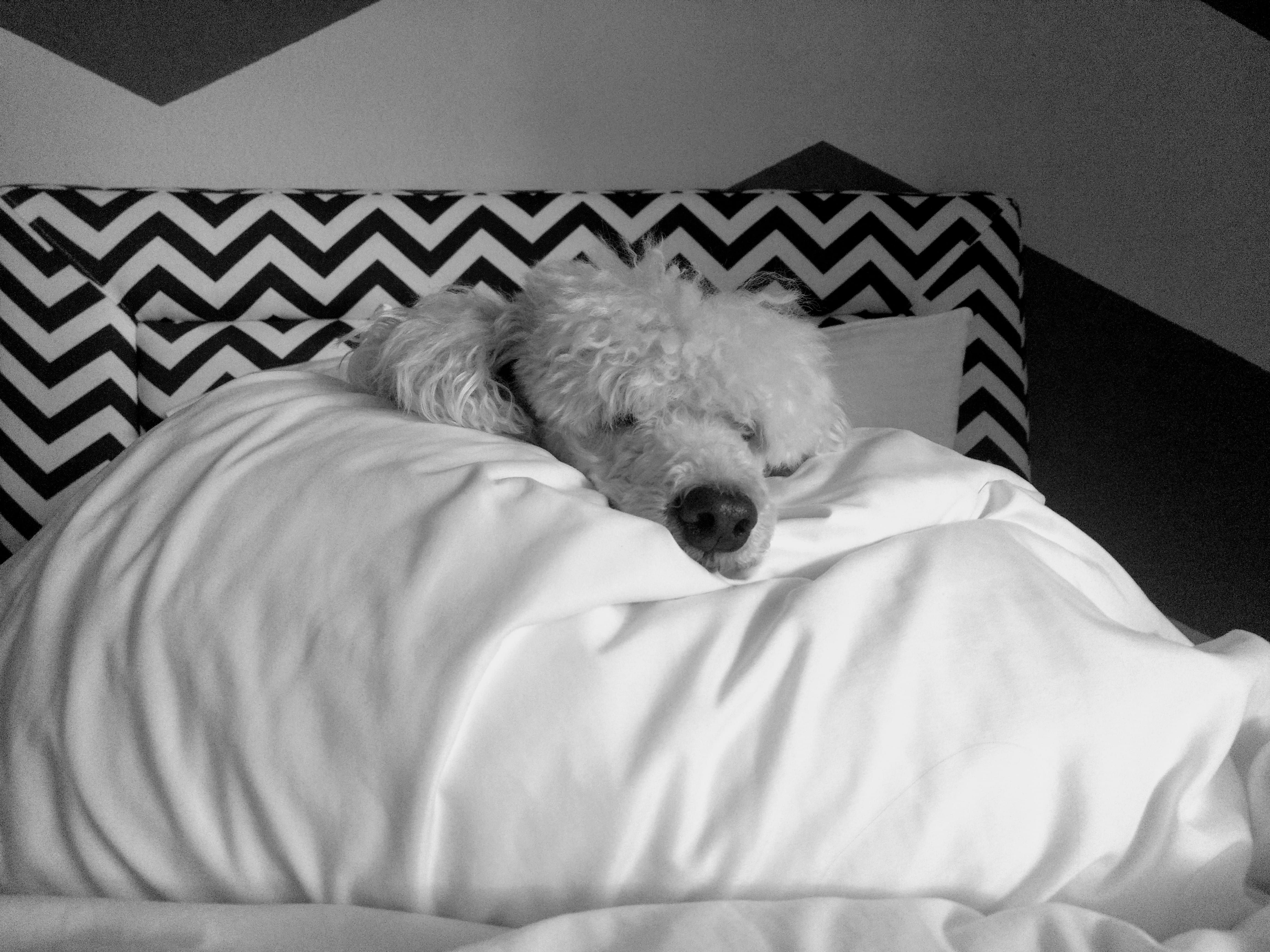 sleeping, no people, duvet, palm harbor, animal themes, puppy, animal, bedroom, indoors, domestic animals, one animal, vertebrate, united states, n cove, HD Wallpaper