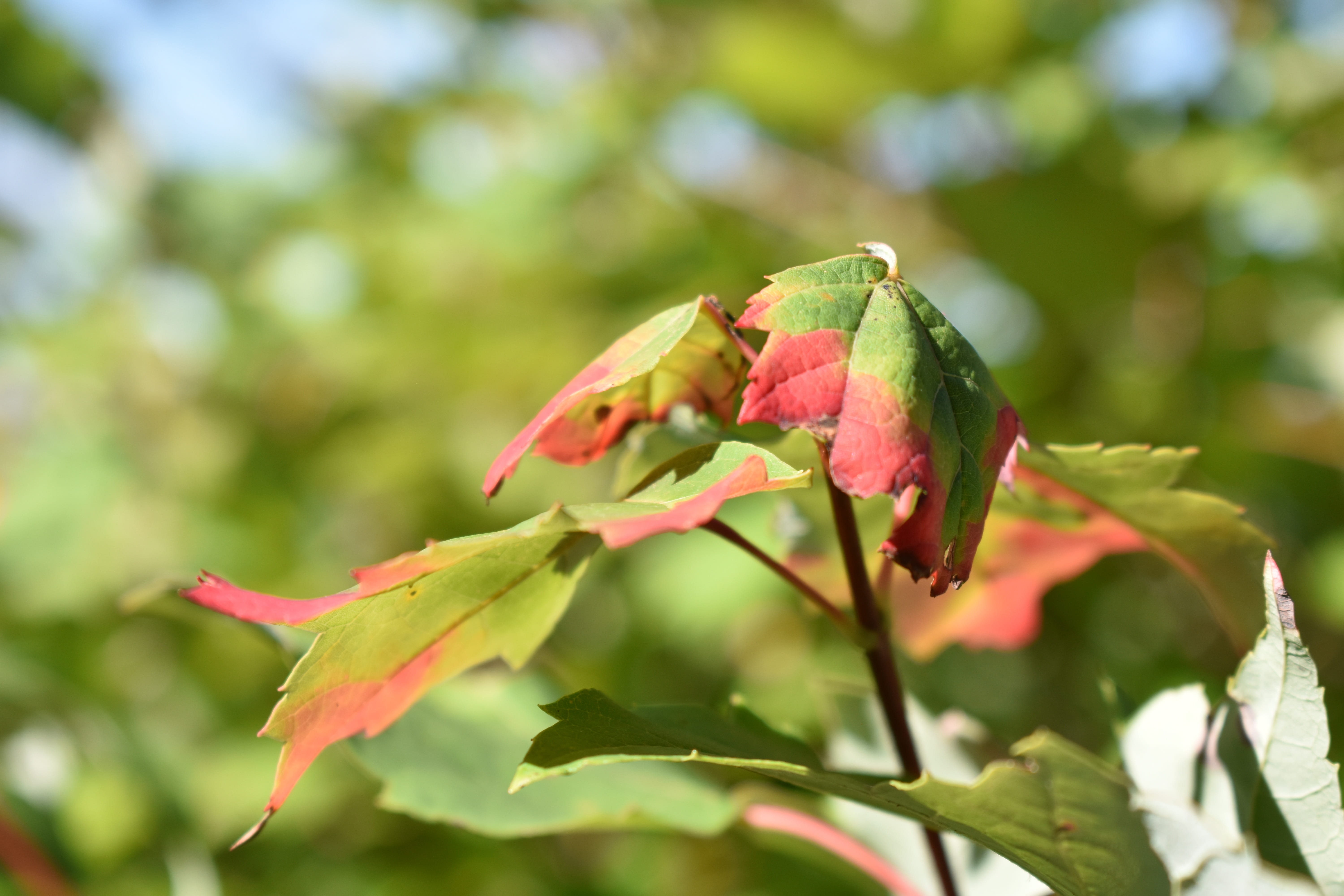 fragility, close-up, beauty in nature, flowering plant, red, plant part, bud, plant, flower head, tree, vulnerability, flower, growth, freshness, outdoors, HD Wallpaper