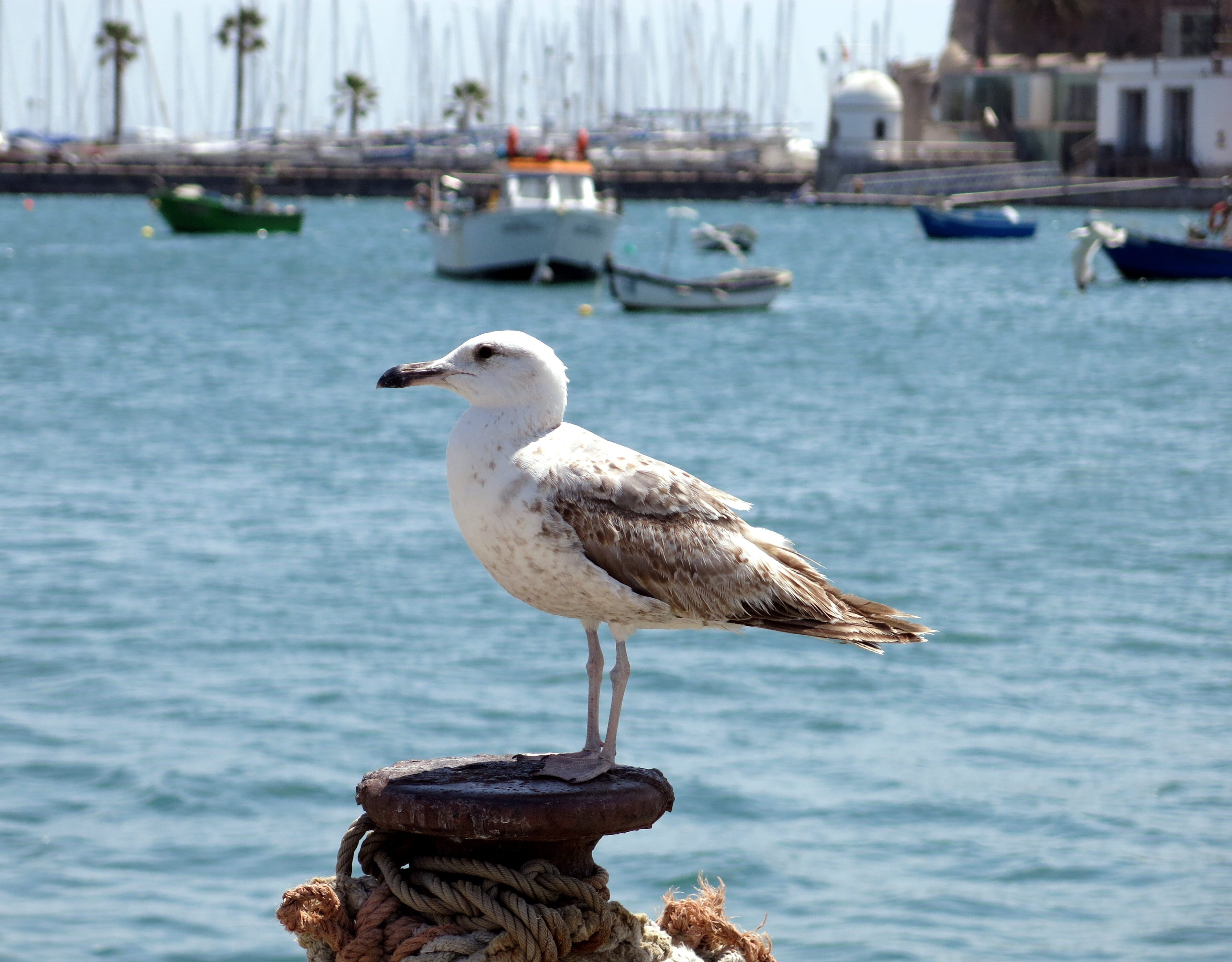 sailboat, perching, animal, mode of transportation, outdoors, animal wildlife, palm trees, Seagull, port, day, no people, portugal, Atlantic, wooden post, HD Wallpaper